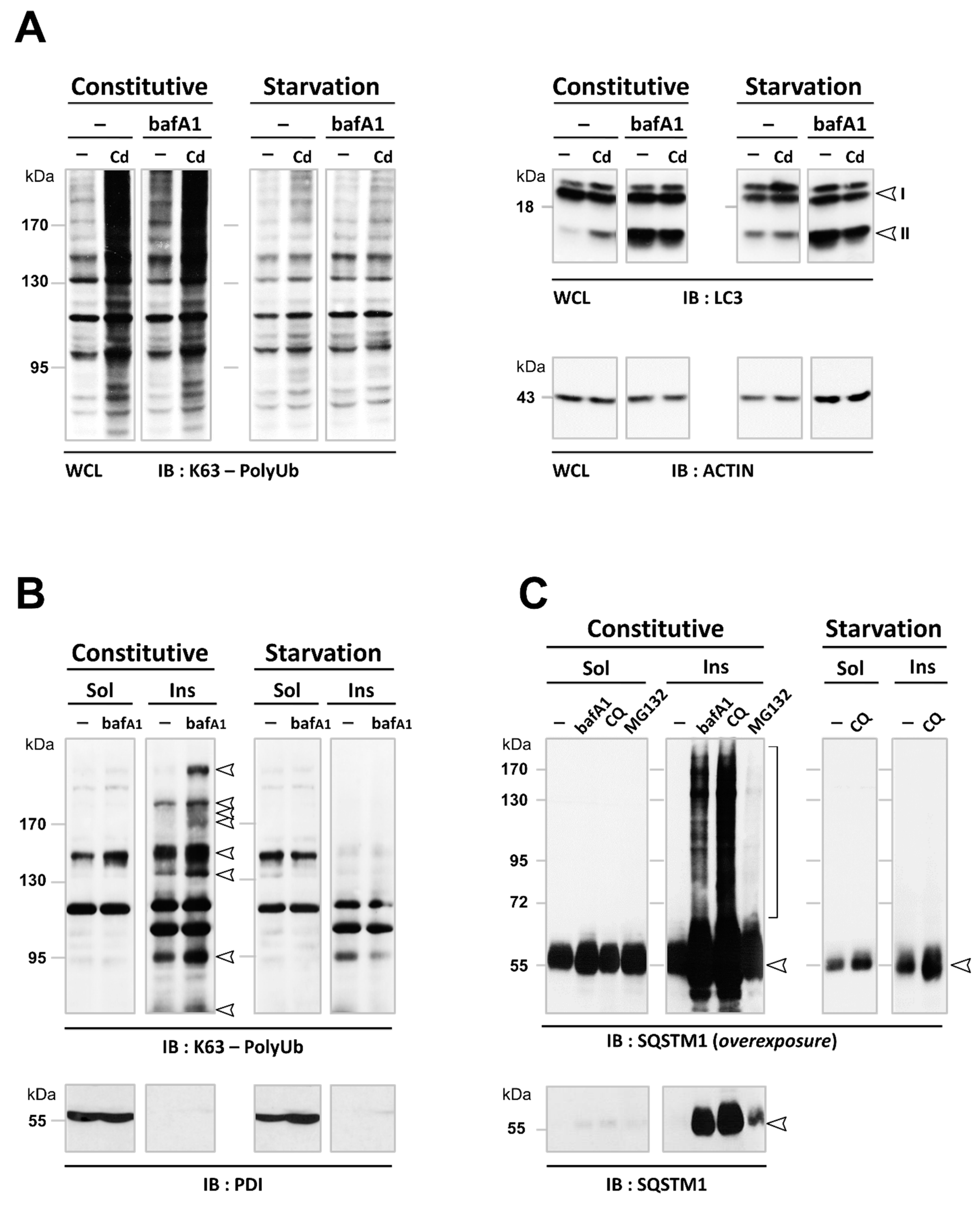 Cancers 13 02490 g007a