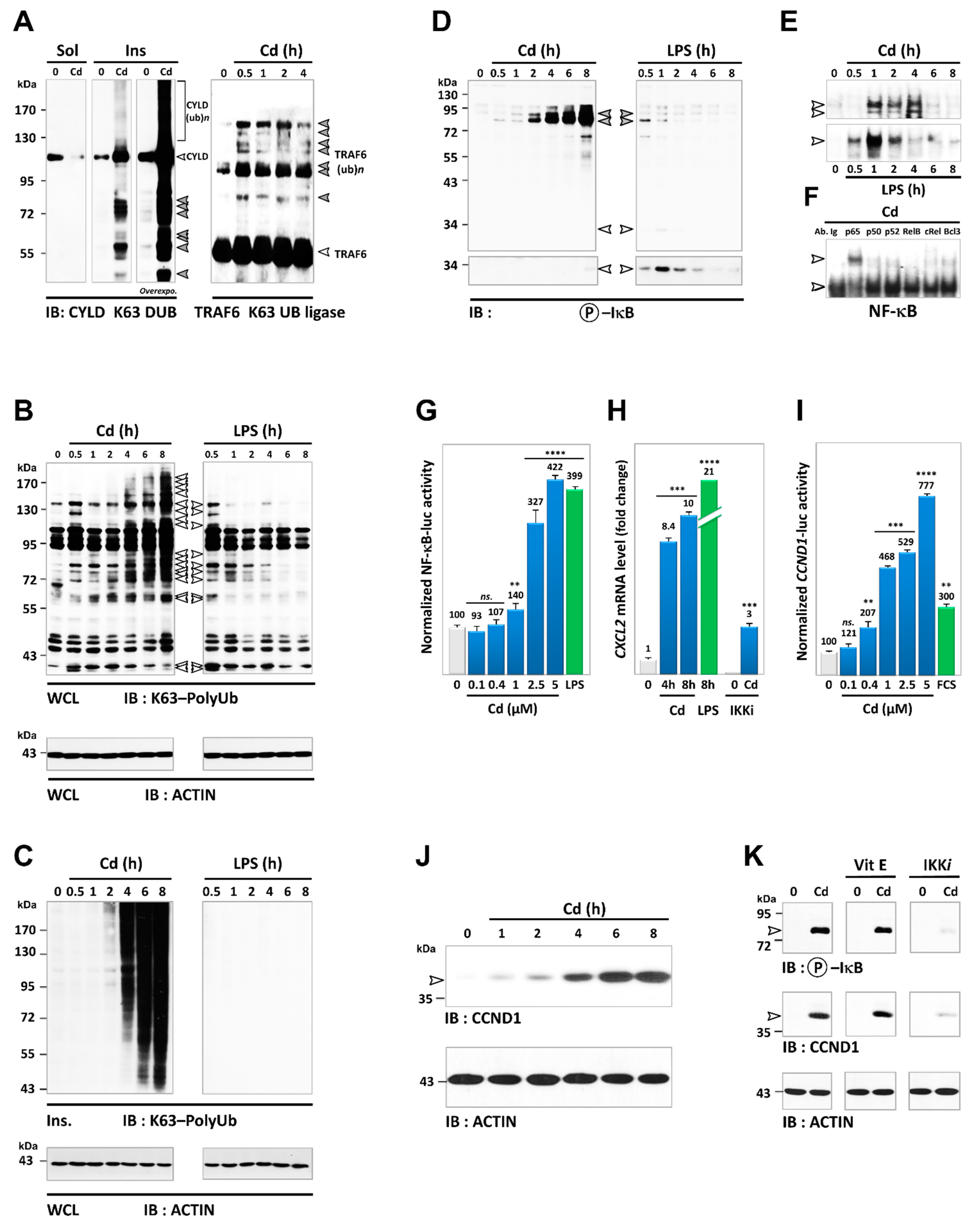 Cancers 13 02490 g008