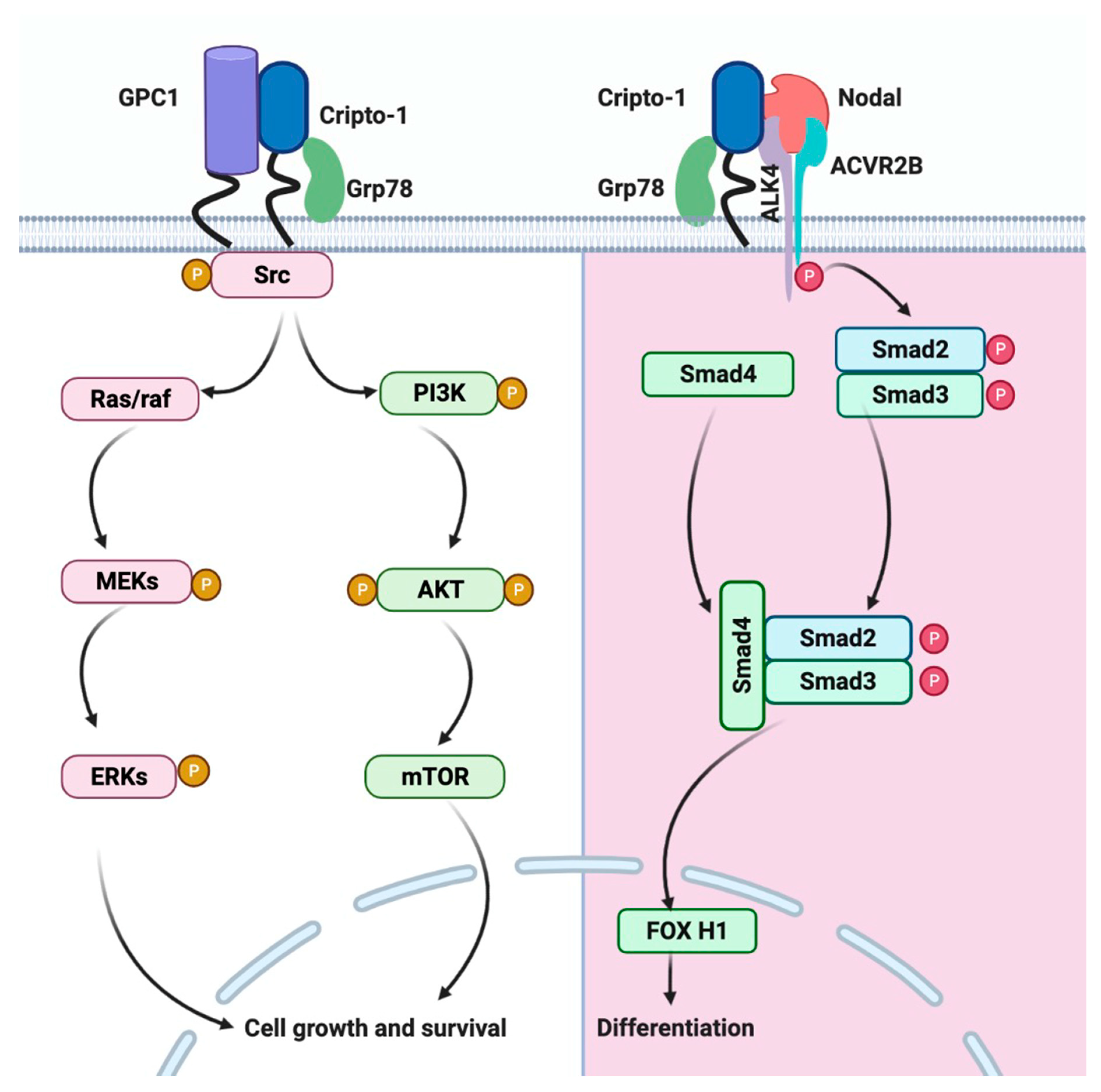Cancers 13 02491 g002