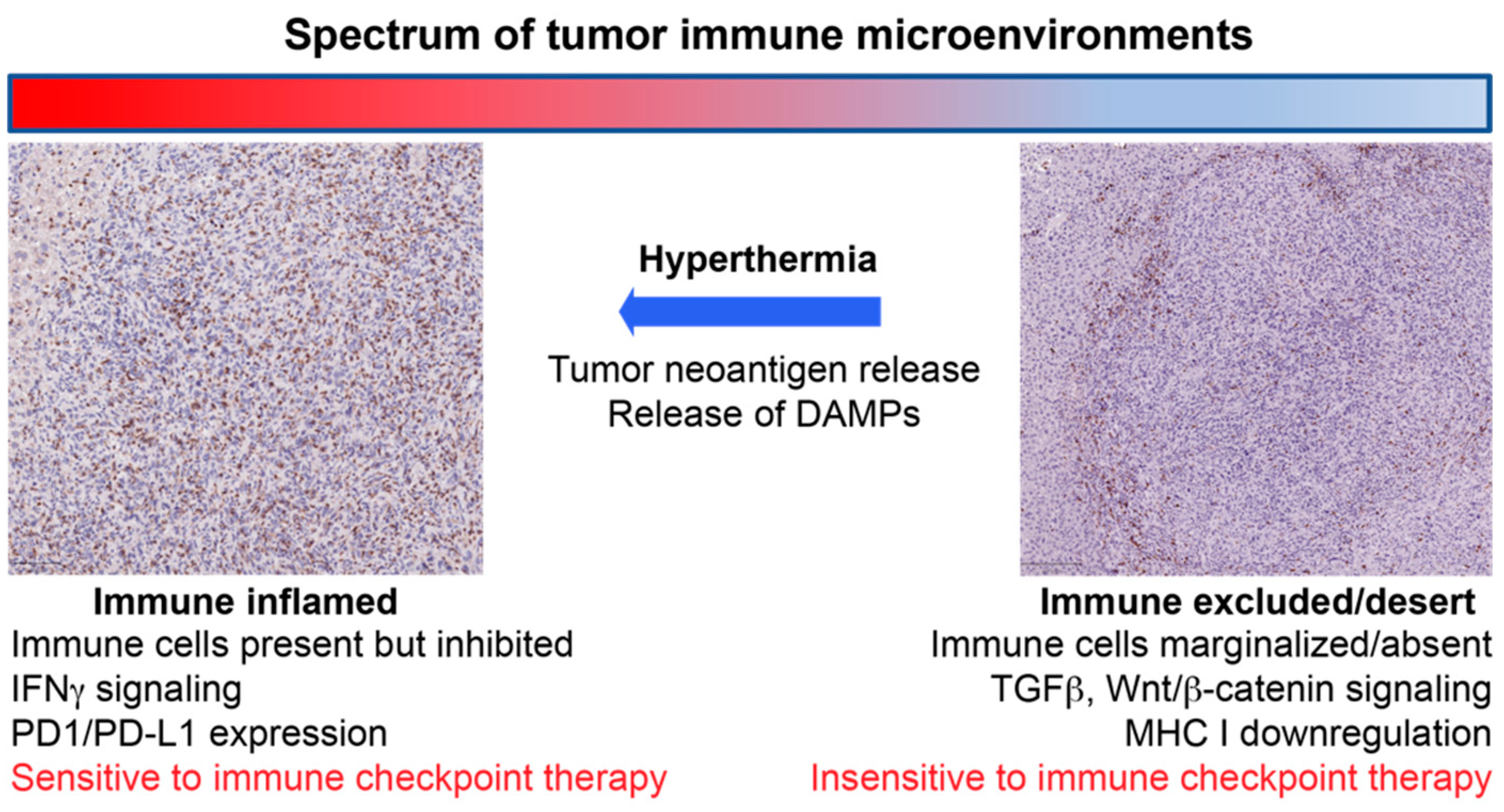 Cancers 13 02507 g001 Cancers 13 02507 g001