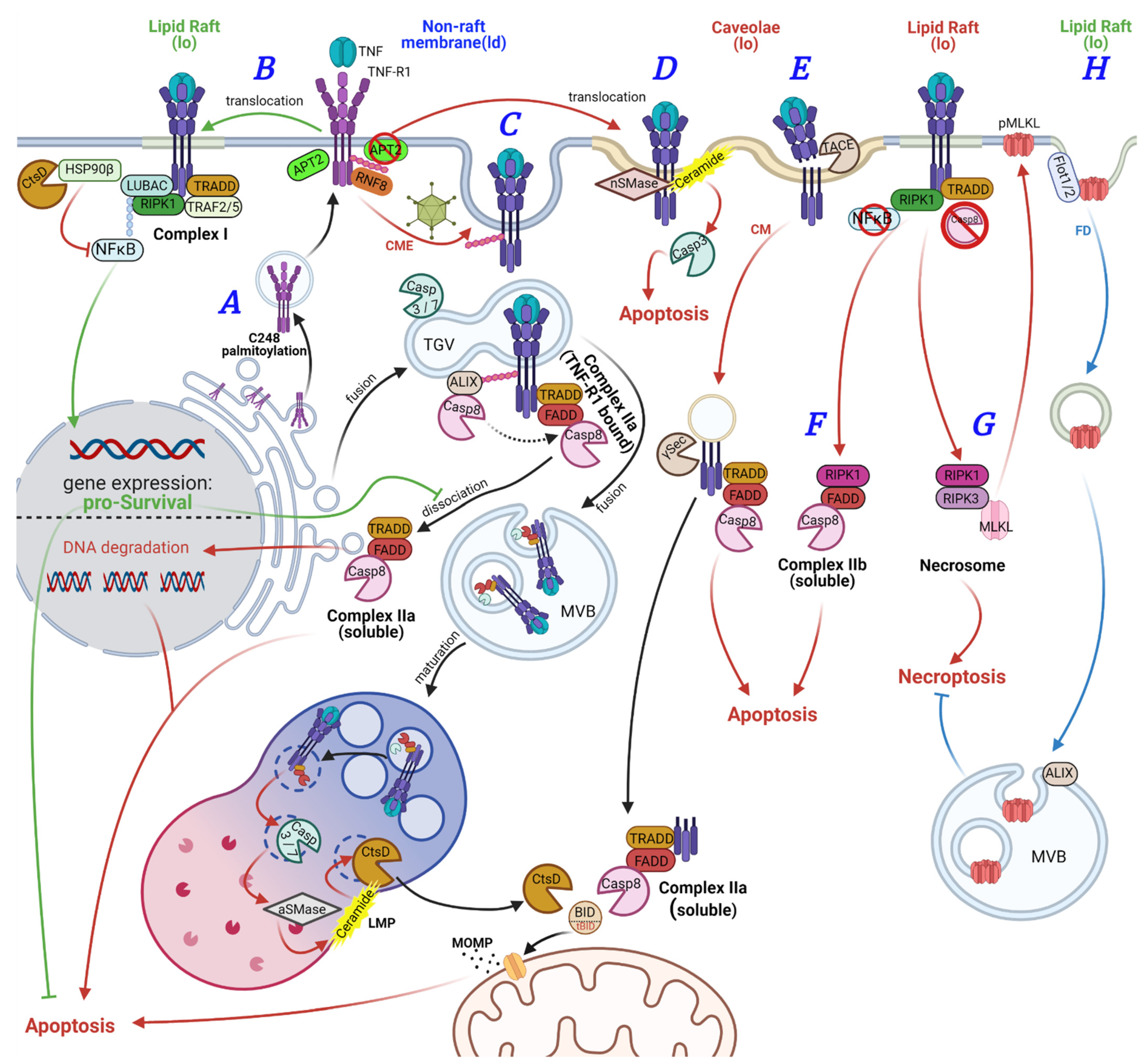 Cancers 13 02513 g002