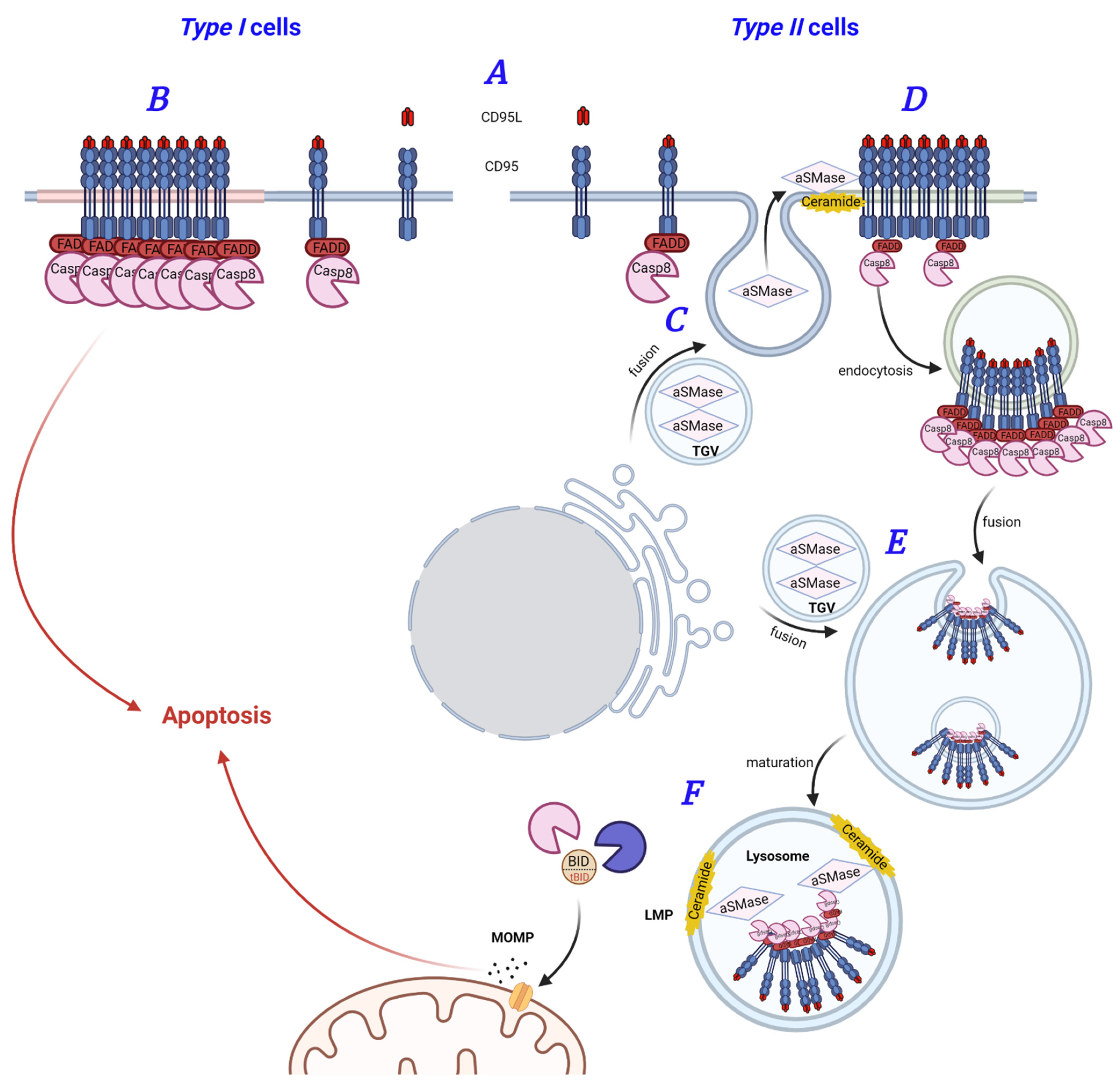 Cancers 13 02513 g003