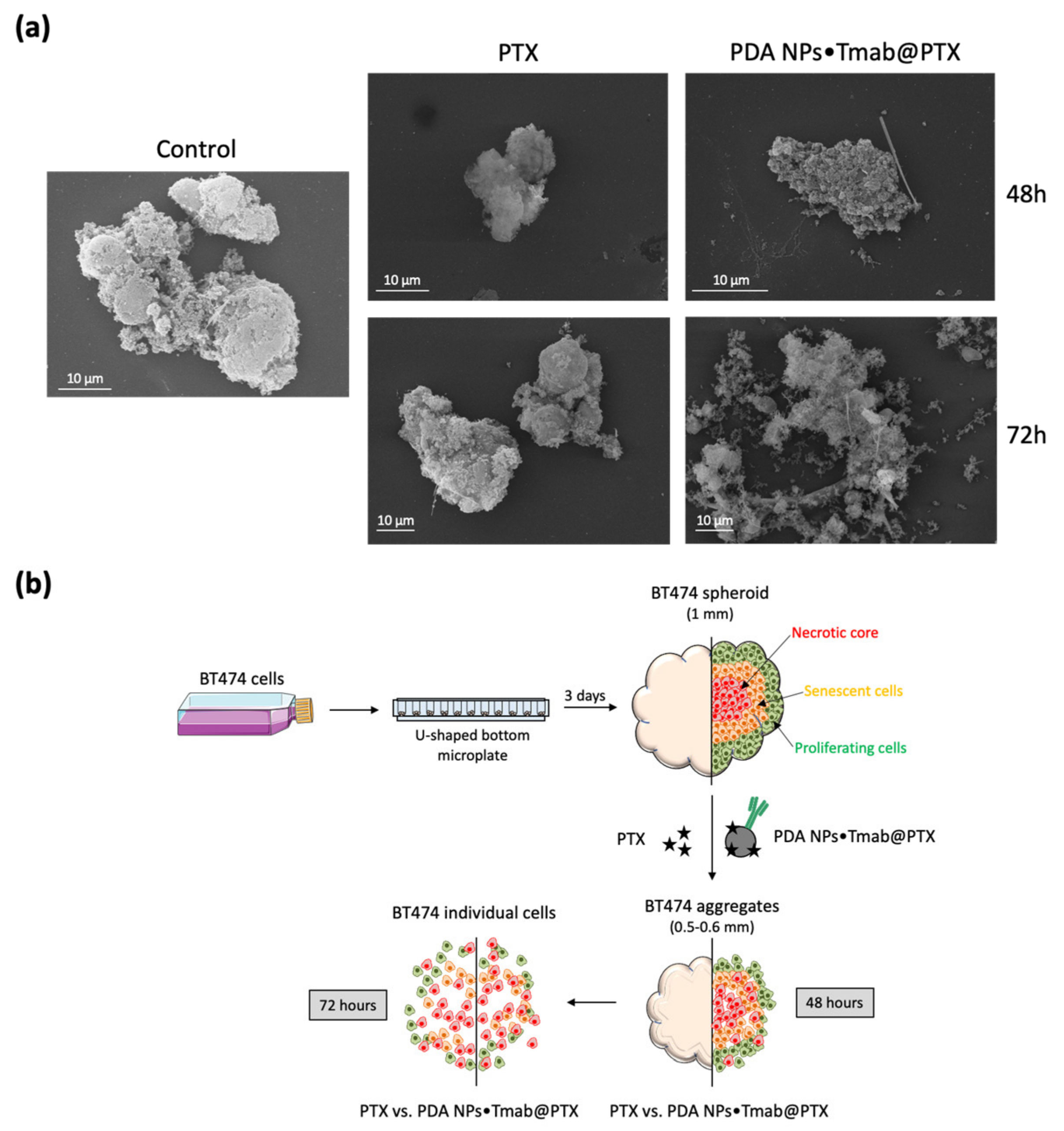 Cancers 13 02526 g005 Cancers 13 02526 g005