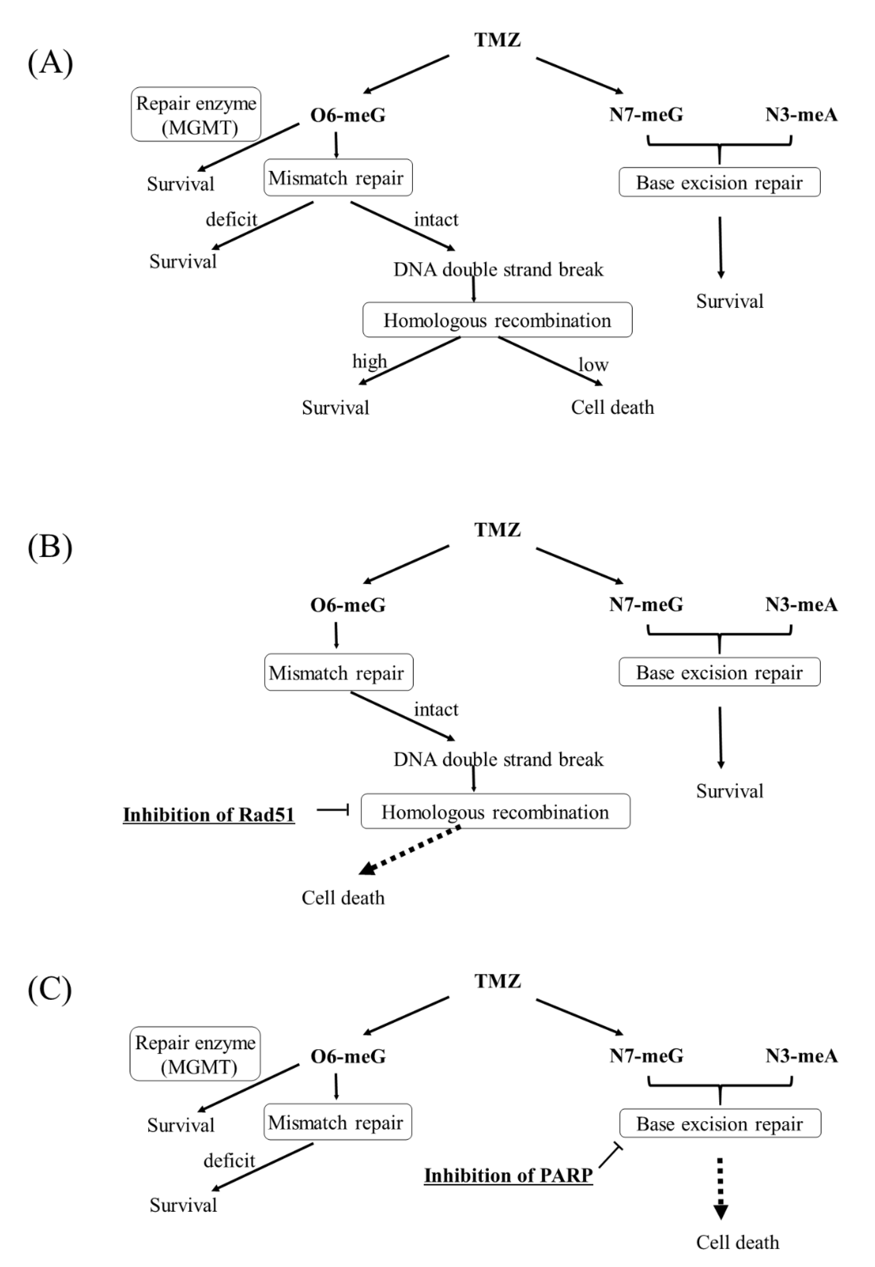 Cancers 13 02570 g008 Cancers 13 02570 g008