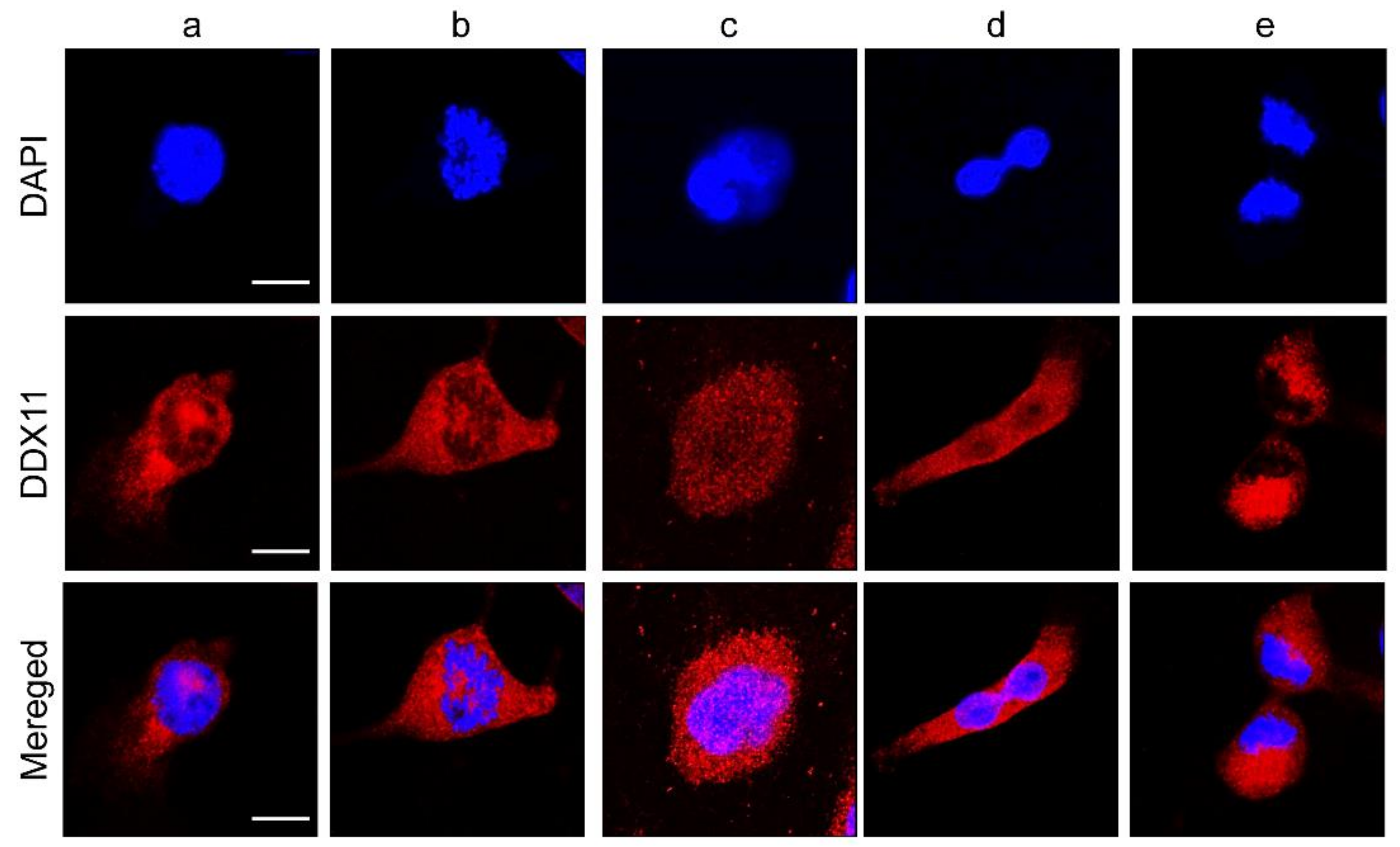 Cancers 13 02574 g002