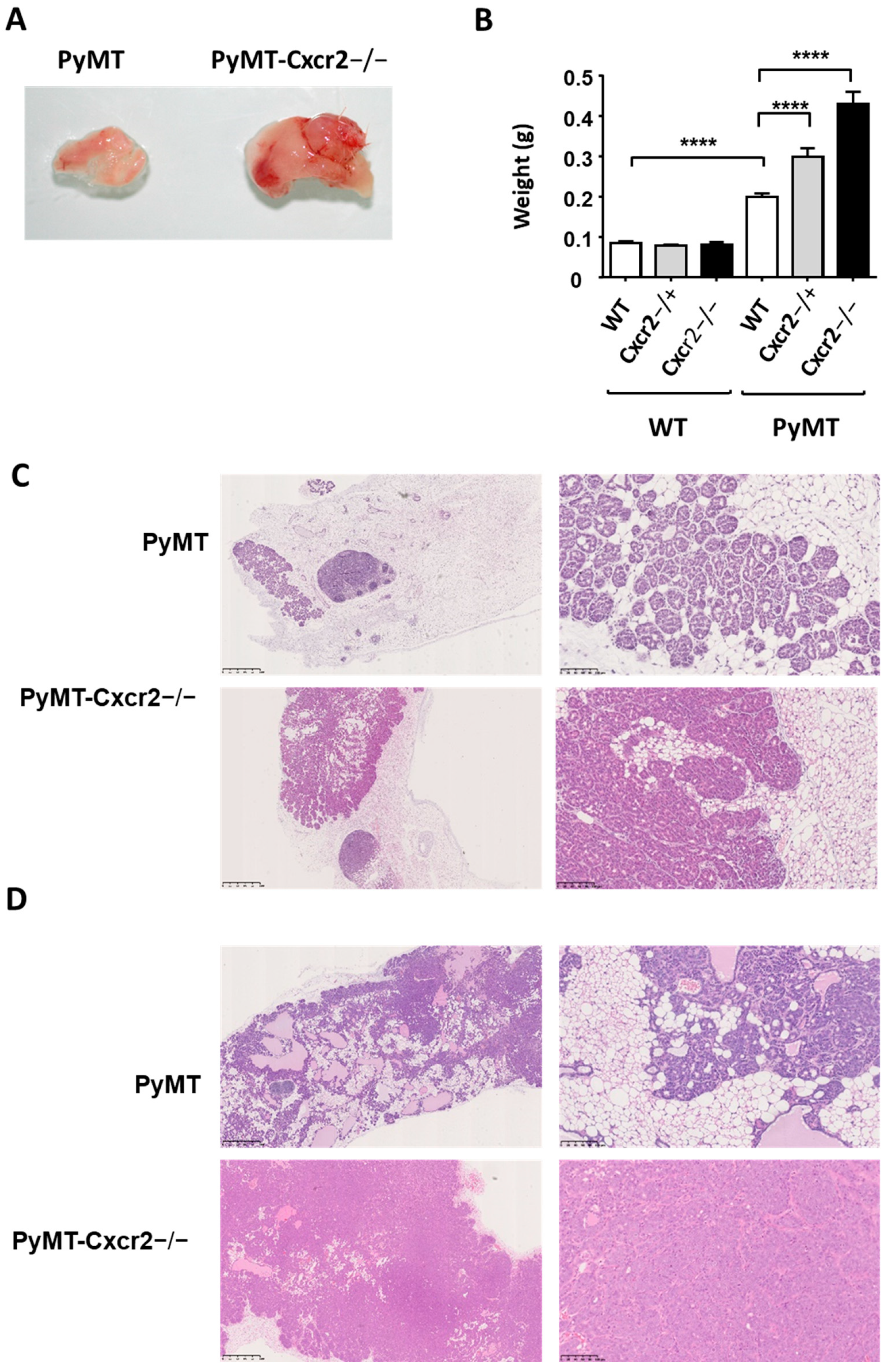 Cancers 13 02584 g002 Cancers 13 02584 g002