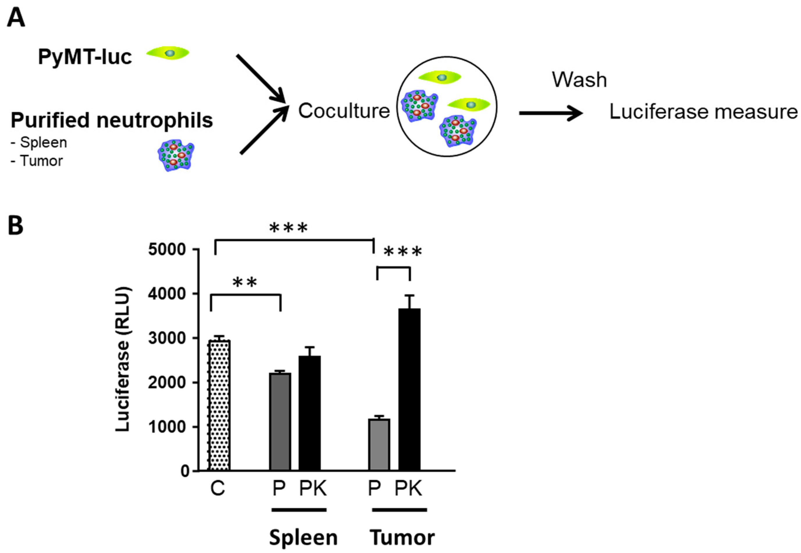 Cancers 13 02584 g007 Cancers 13 02584 g007