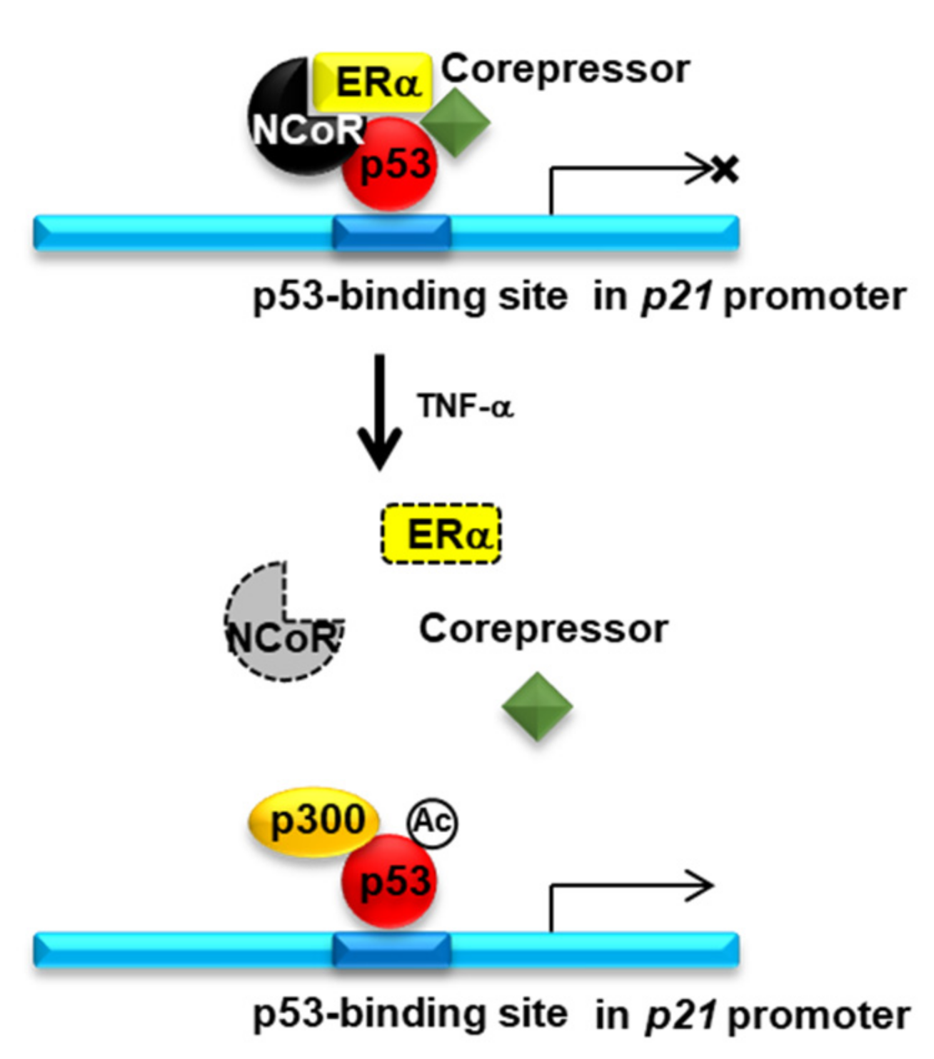 Cancers 13 02601 g006
