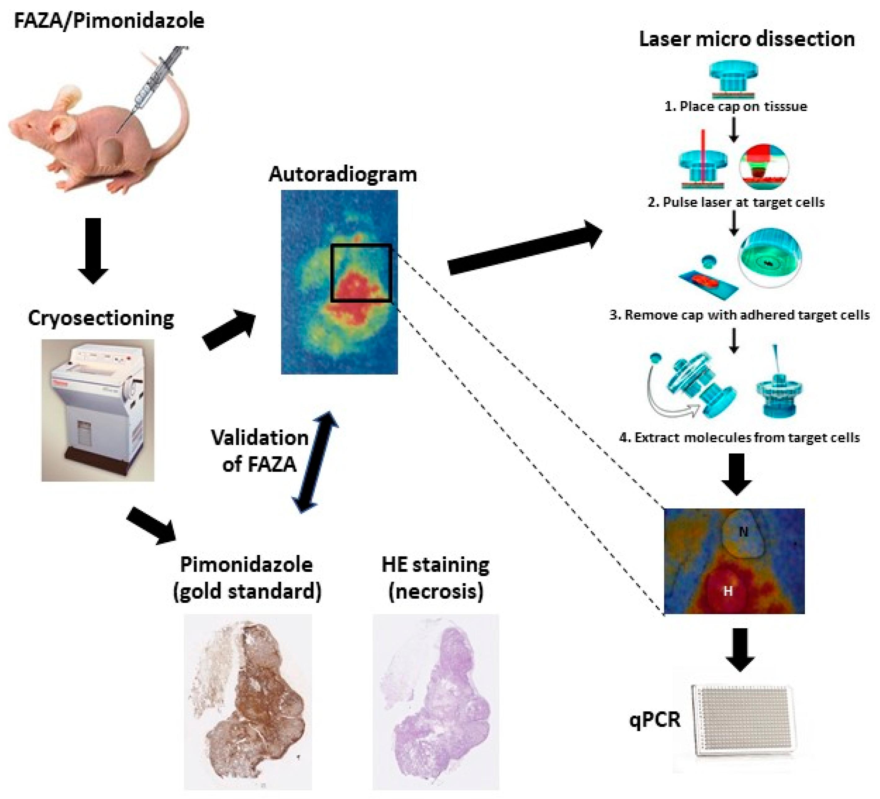 Cancers 13 02602 g001