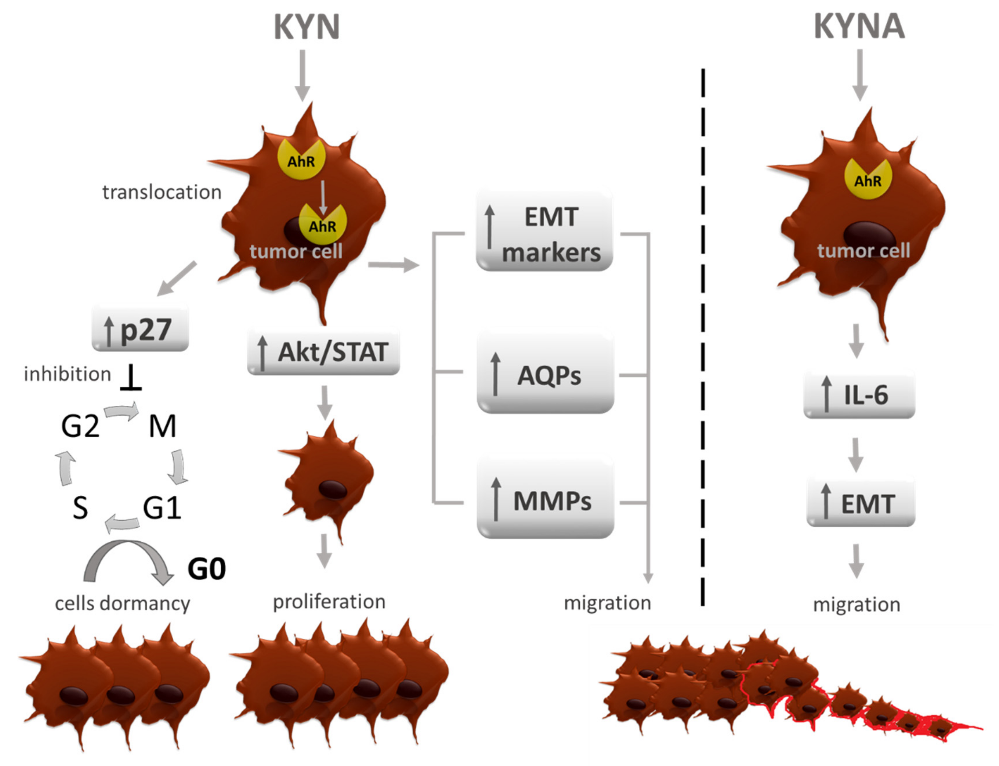 Cancers 13 02667 g002