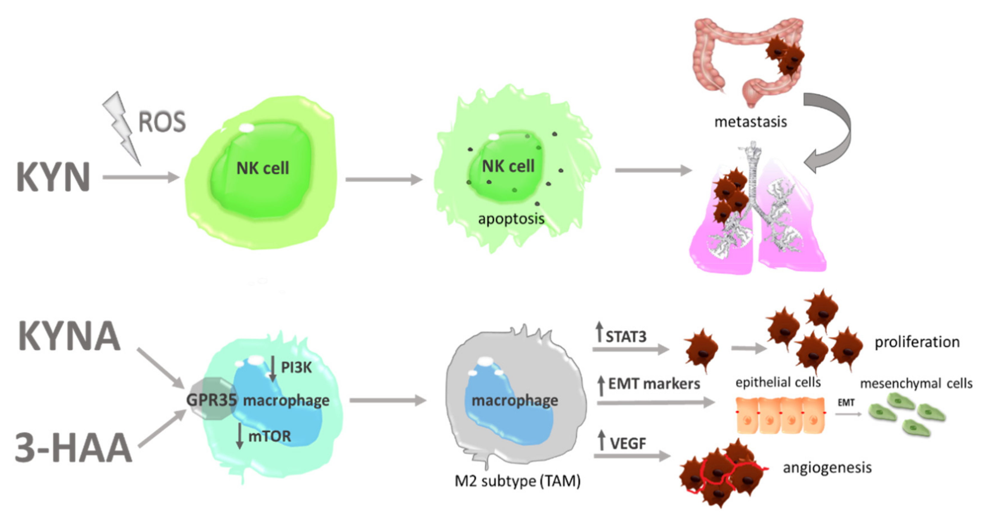 Cancers 13 02667 g005