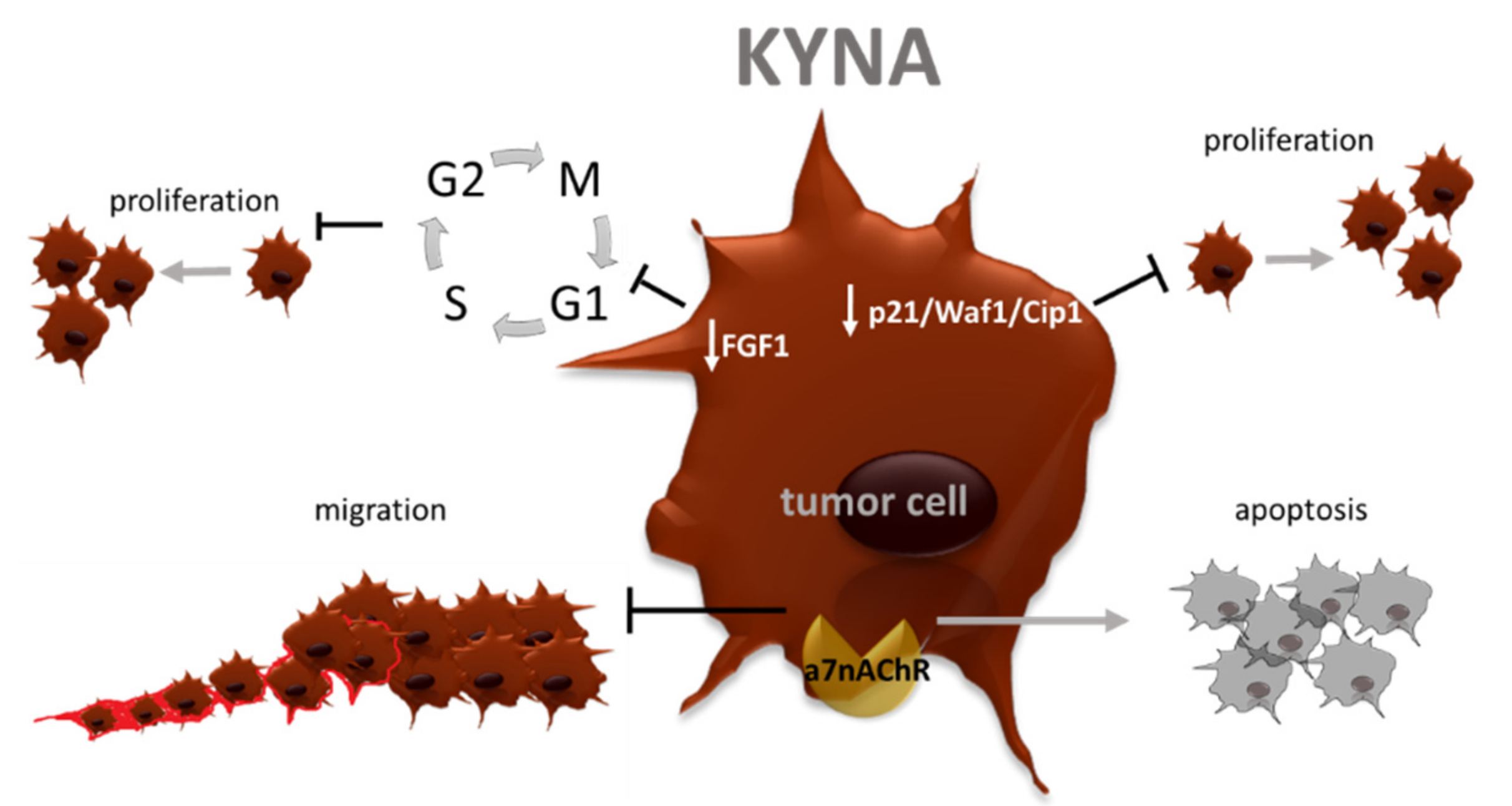 Cancers 13 02667 g007
