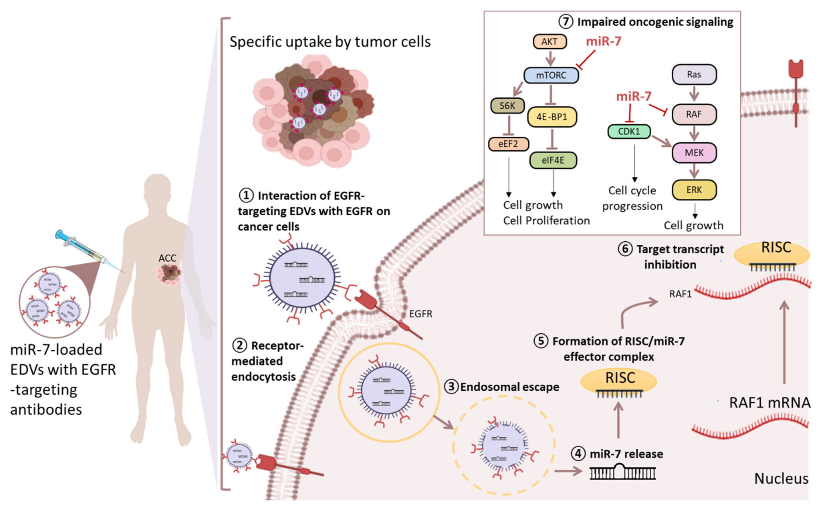 Cancers 13 02680 g003