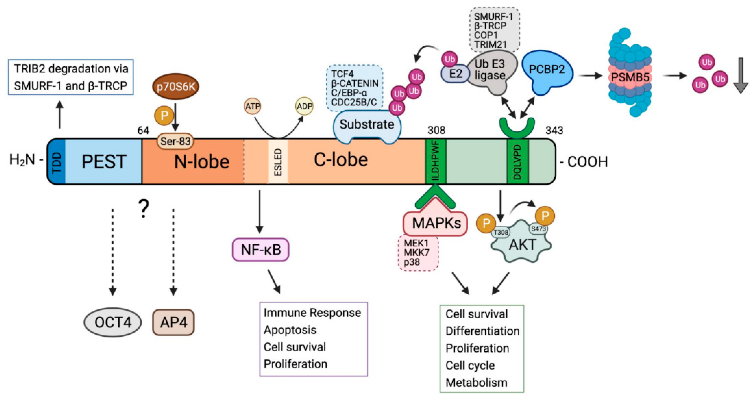 Cancers 13 02701 g001