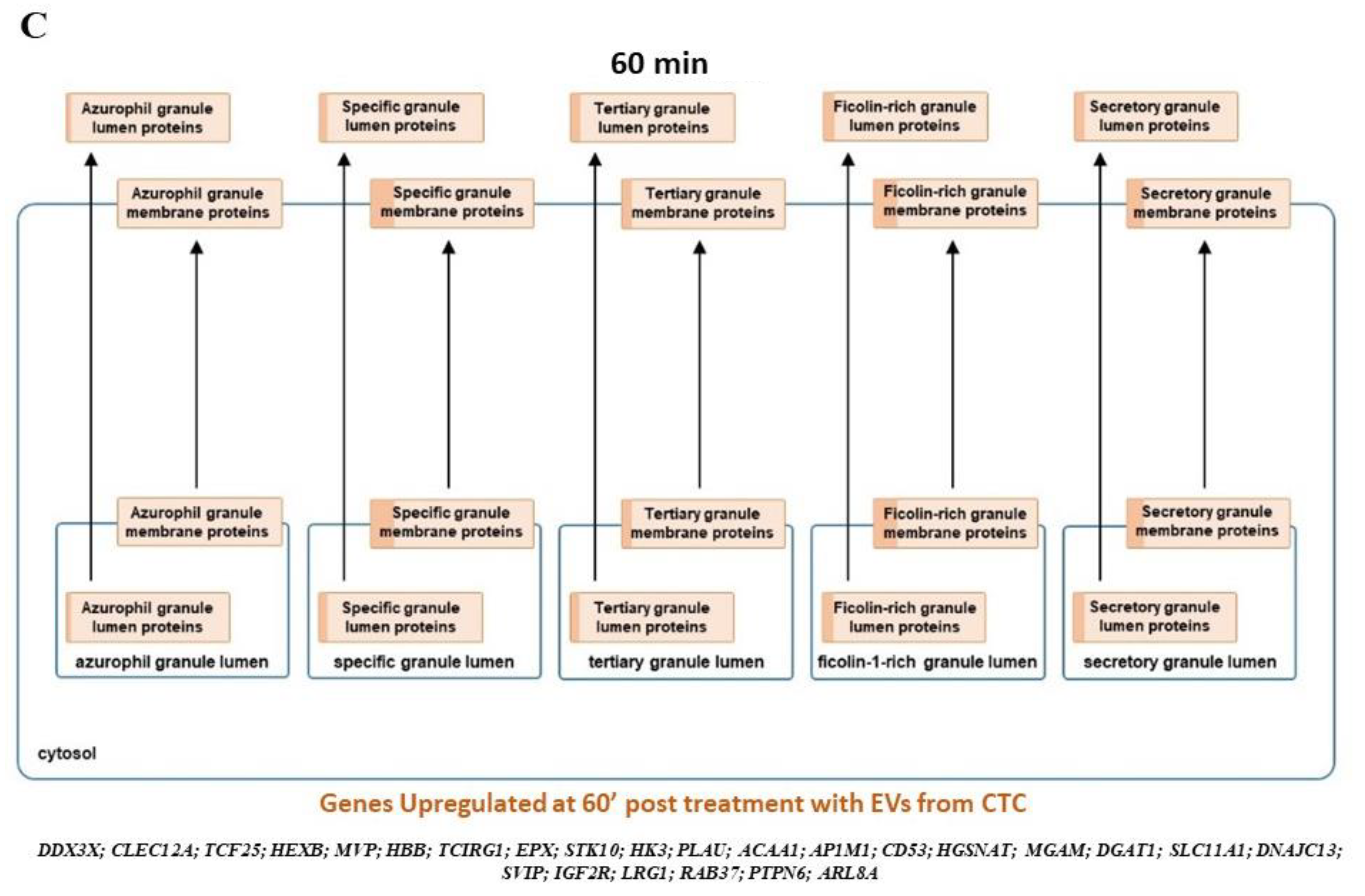 Cancers 13 02727 g004b Cancers 13 02727 g004b