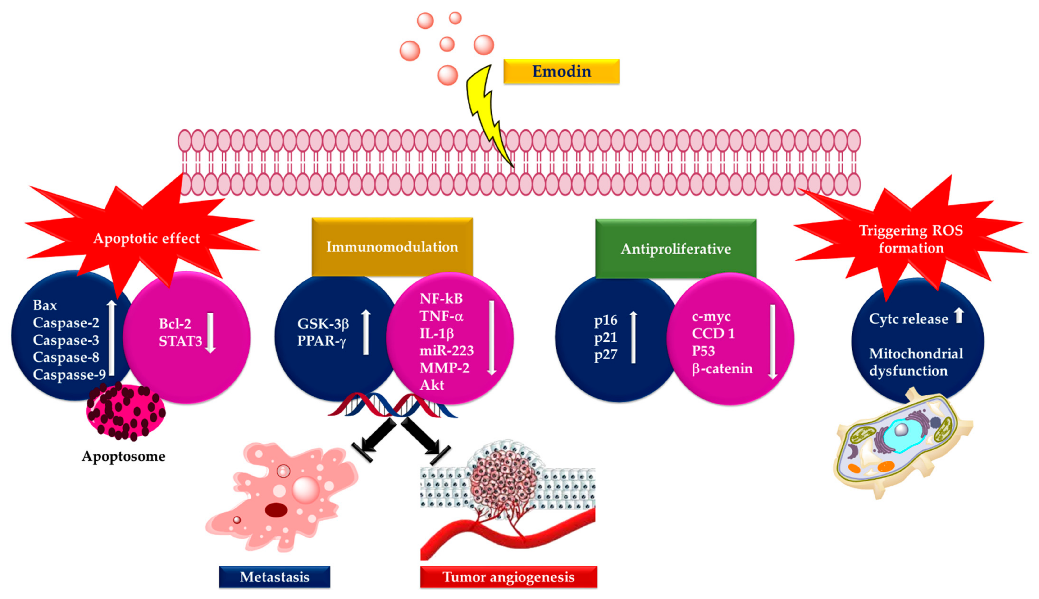 Cancers 13 02733 g006