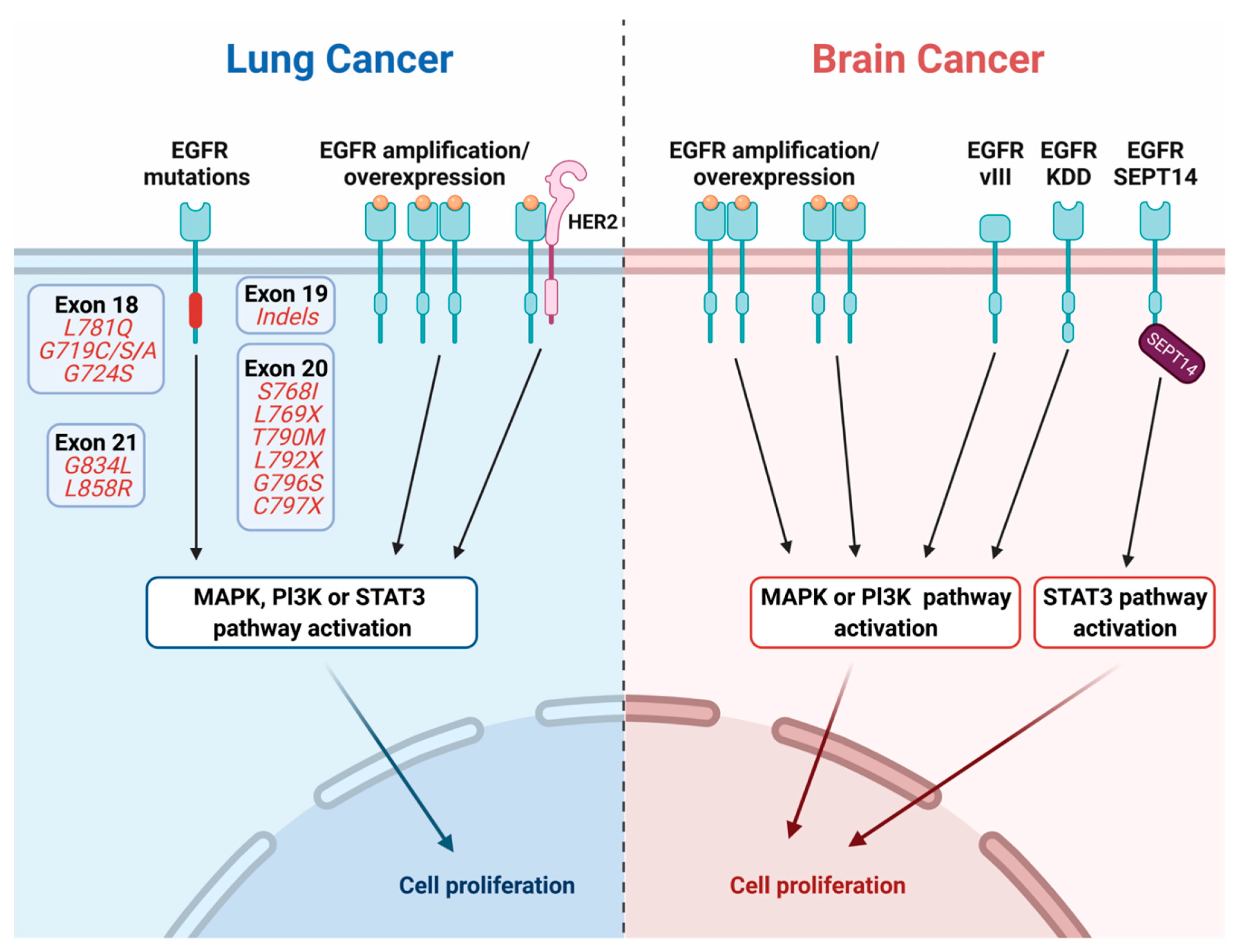 Cancers 13 02748 g002
