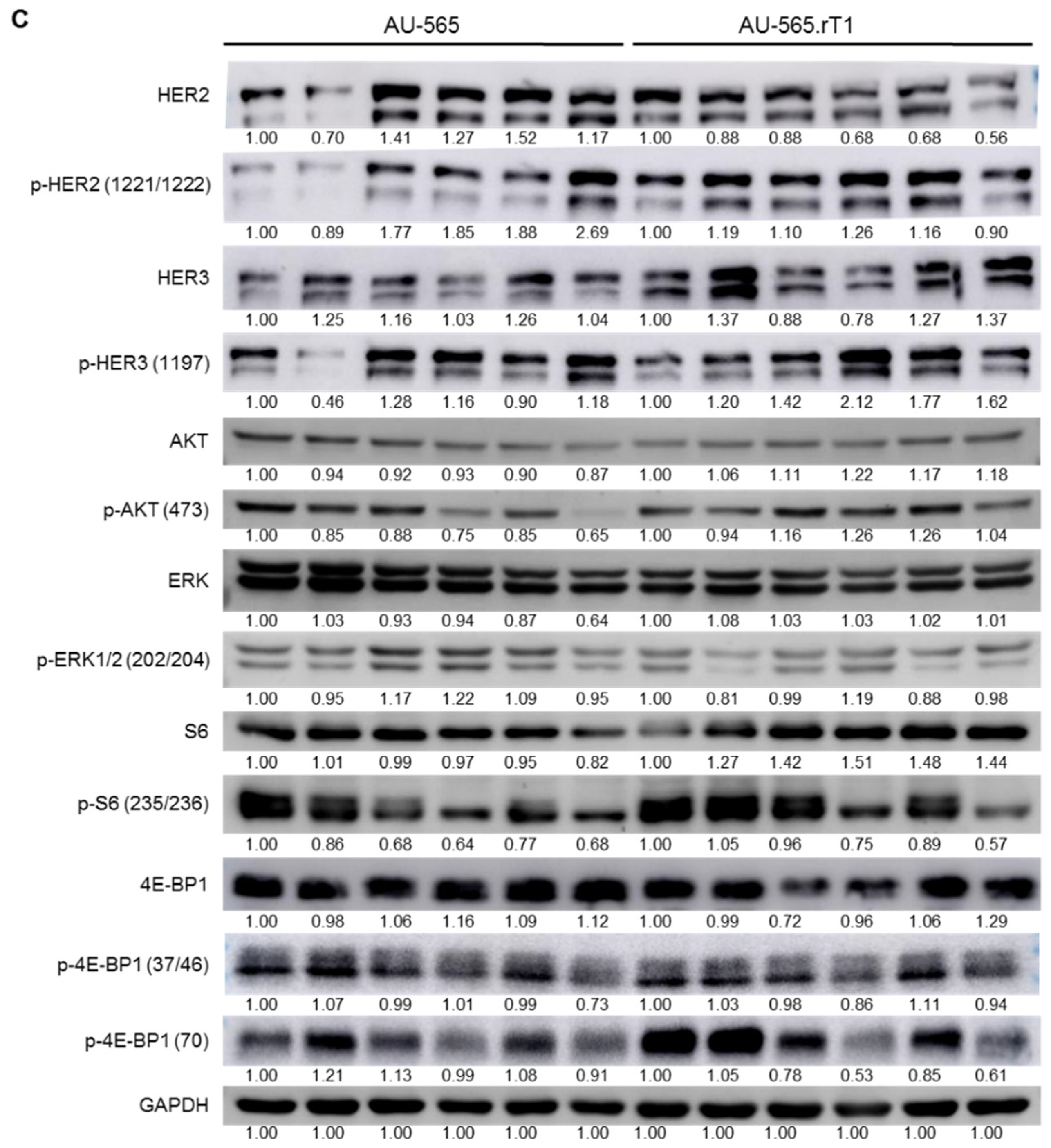 Cancers 13 02778 g005b