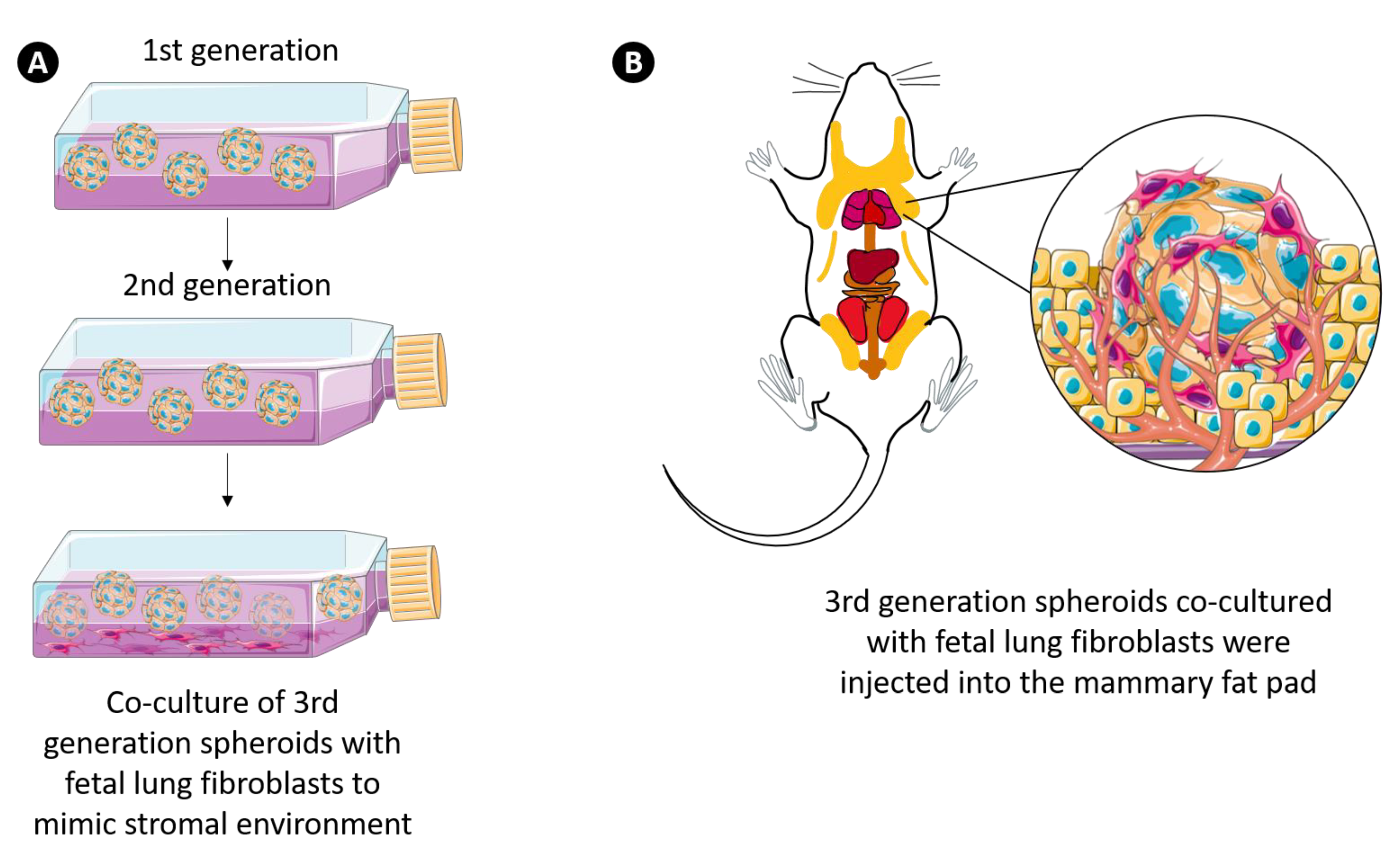 Cancers 13 02784 g007