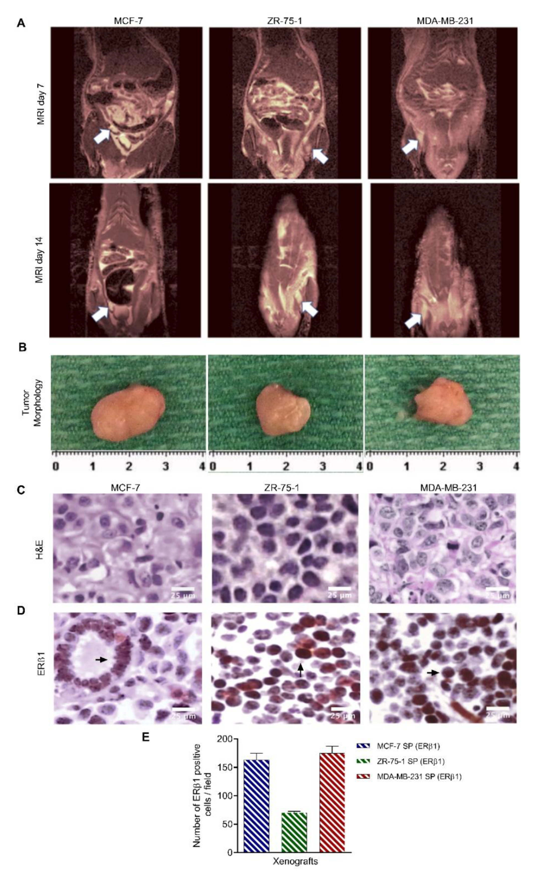 Cancers 13 02784 g008