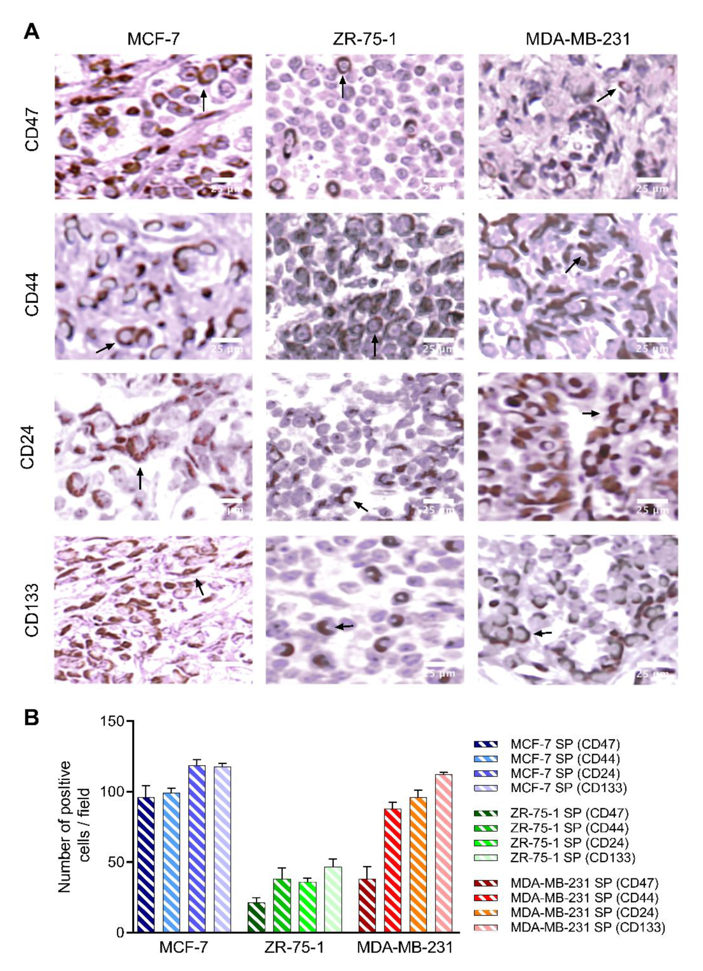 Cancers 13 02784 g011