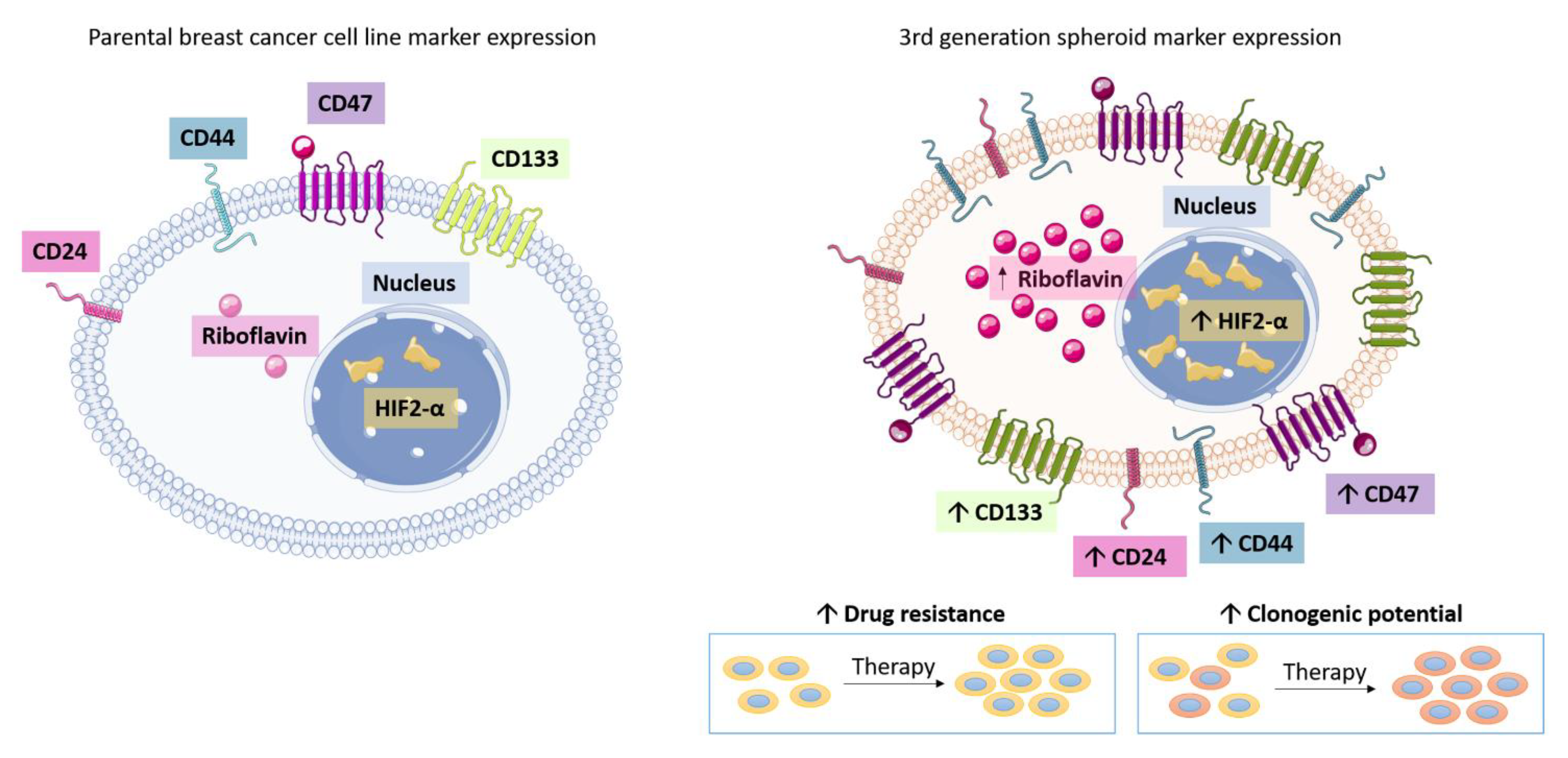Cancers 13 02784 g013