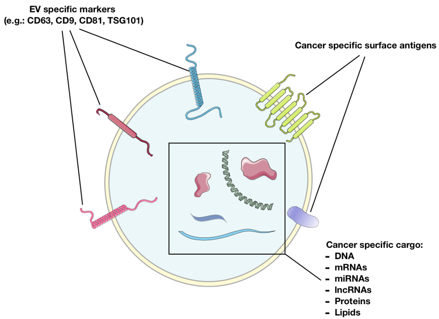 Cancers 13 02792 g001