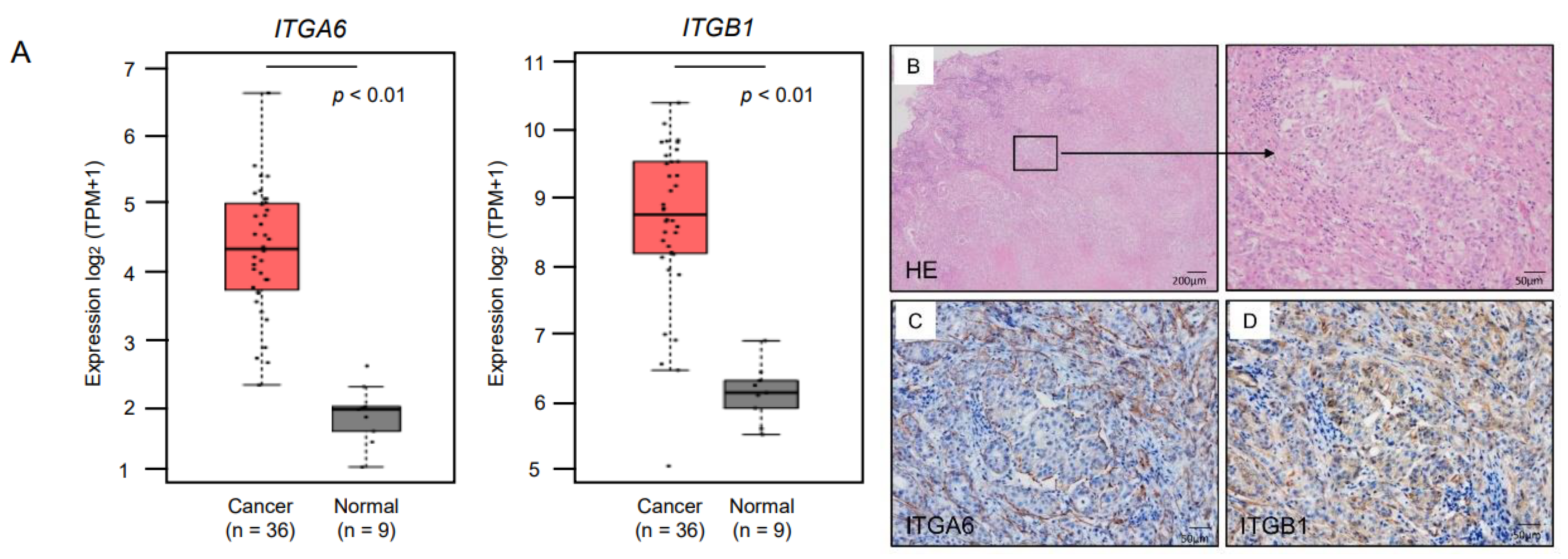 Cancers 13 02804 g004 Cancers 13 02804 g004