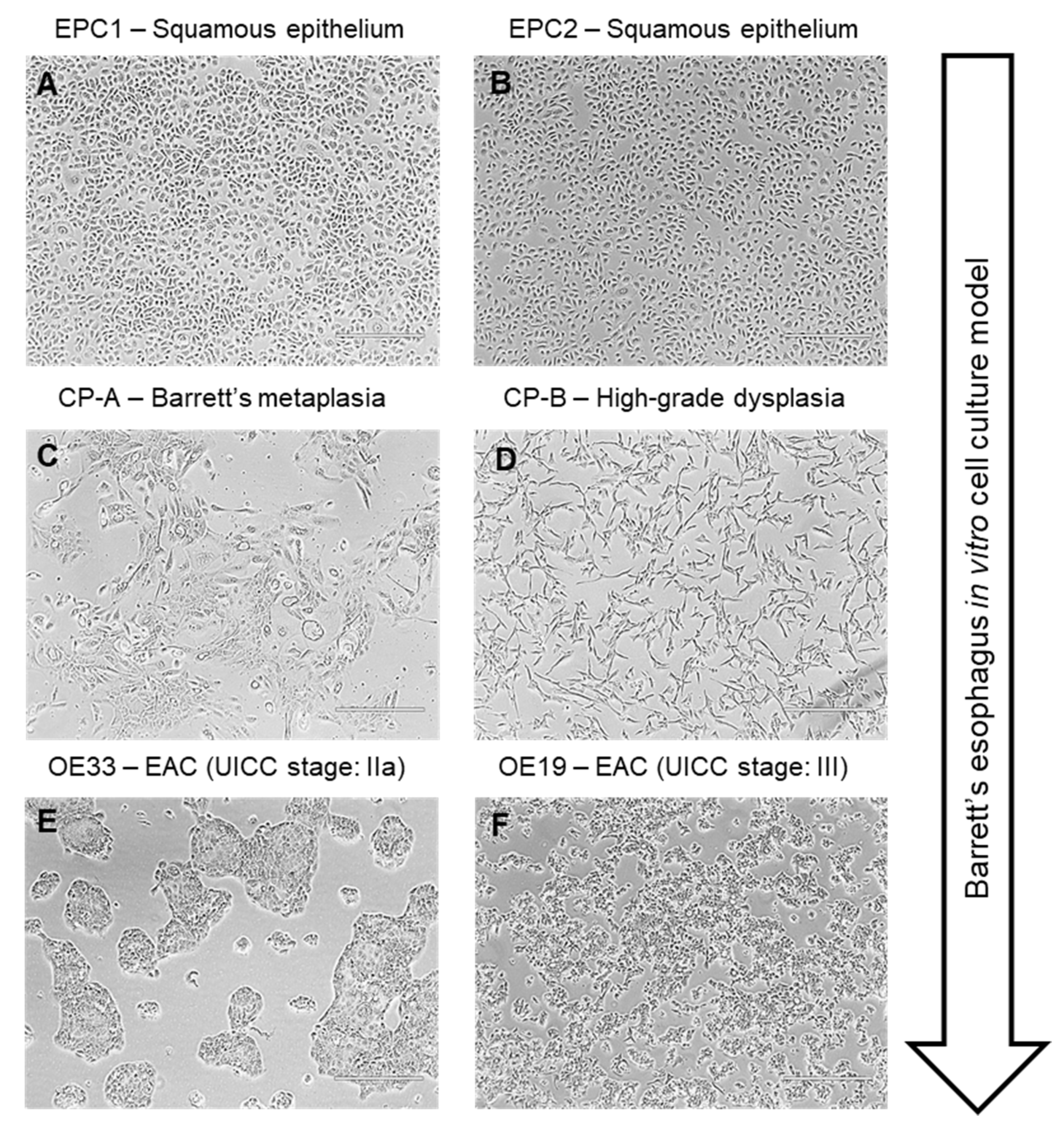 Cancers 13 02806 g001