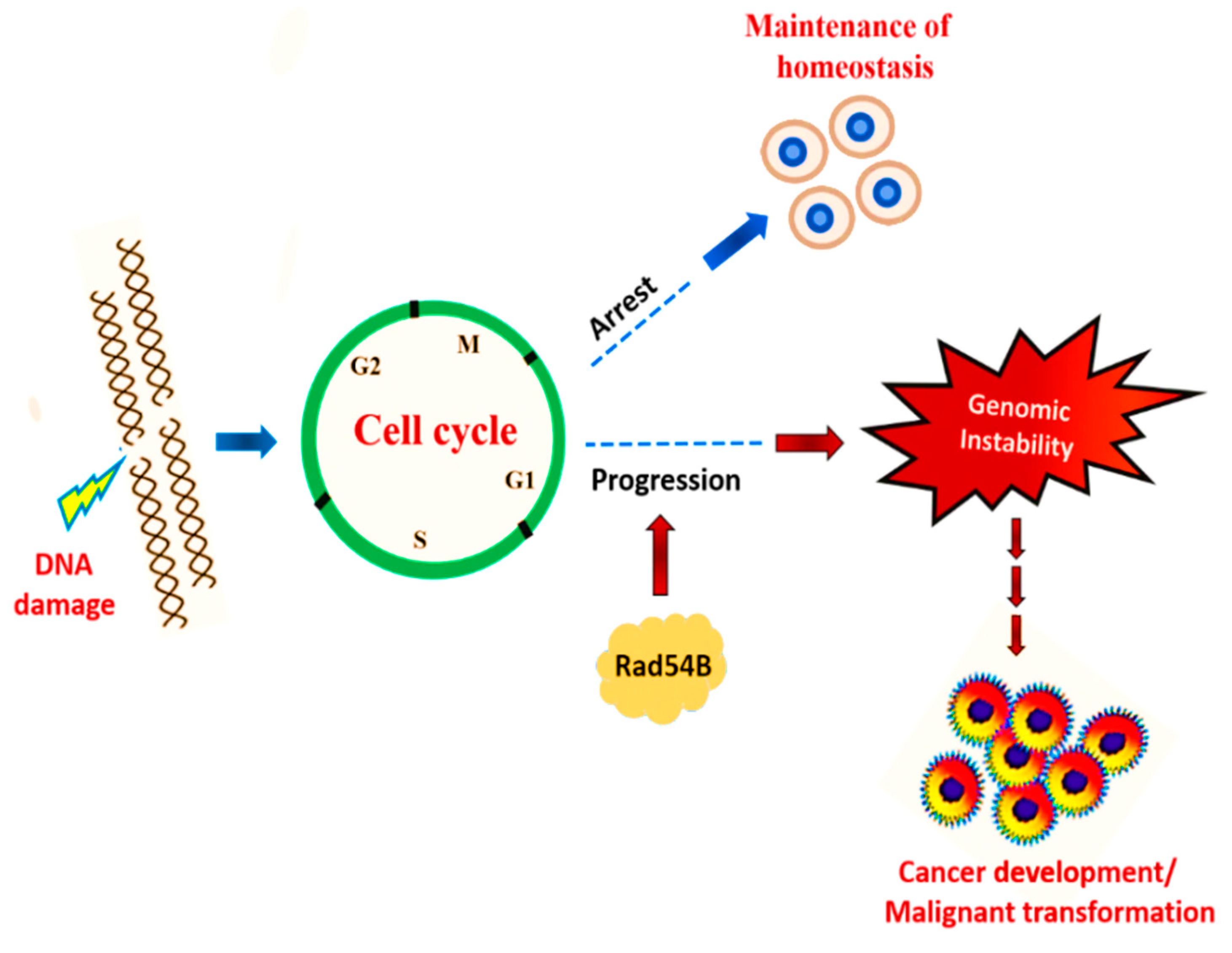 Cancers 13 02818 g001
