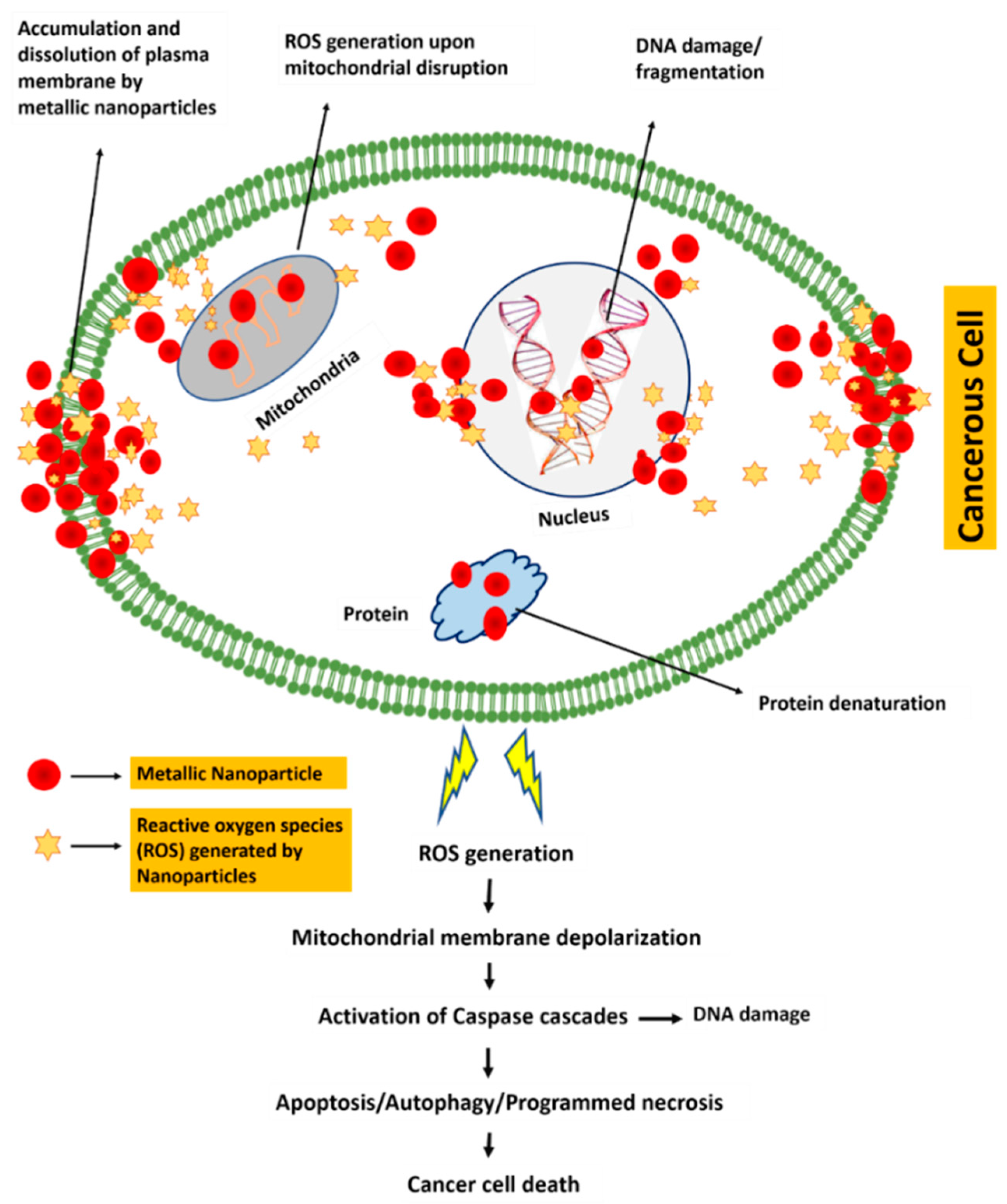 Cancers 13 02818 g006