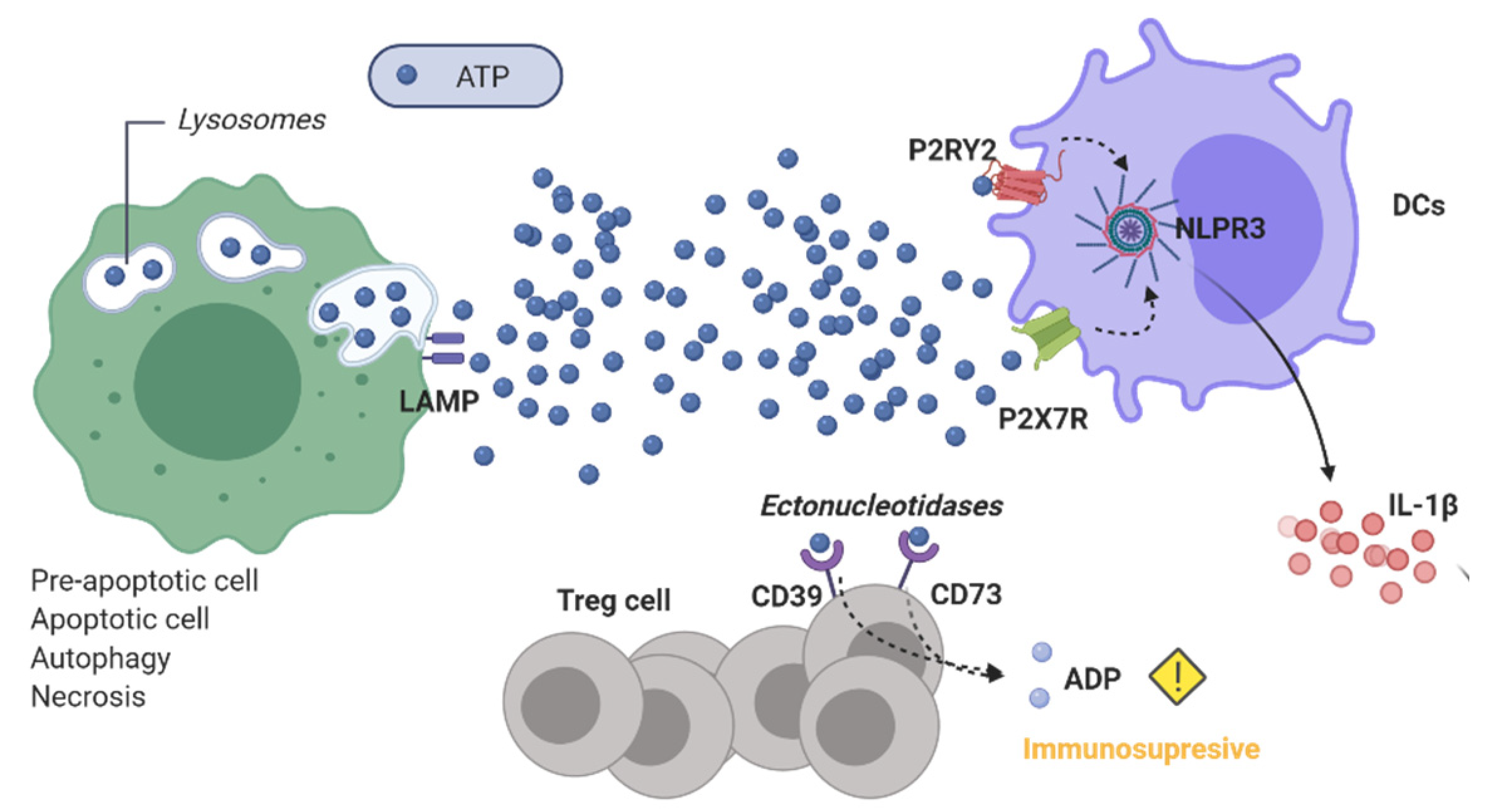Cancers 13 02821 g006
