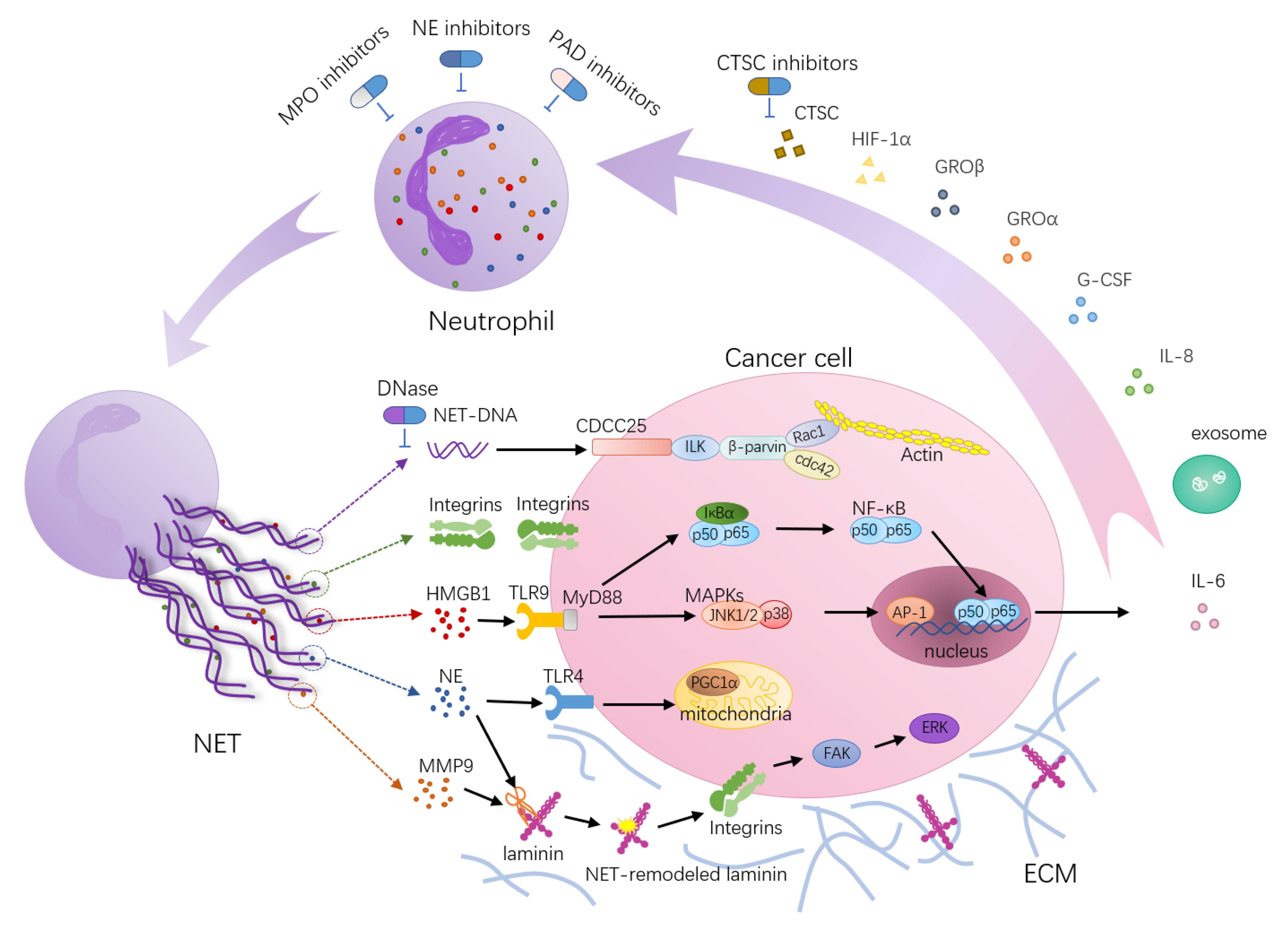 Cancers 13 02832 g001