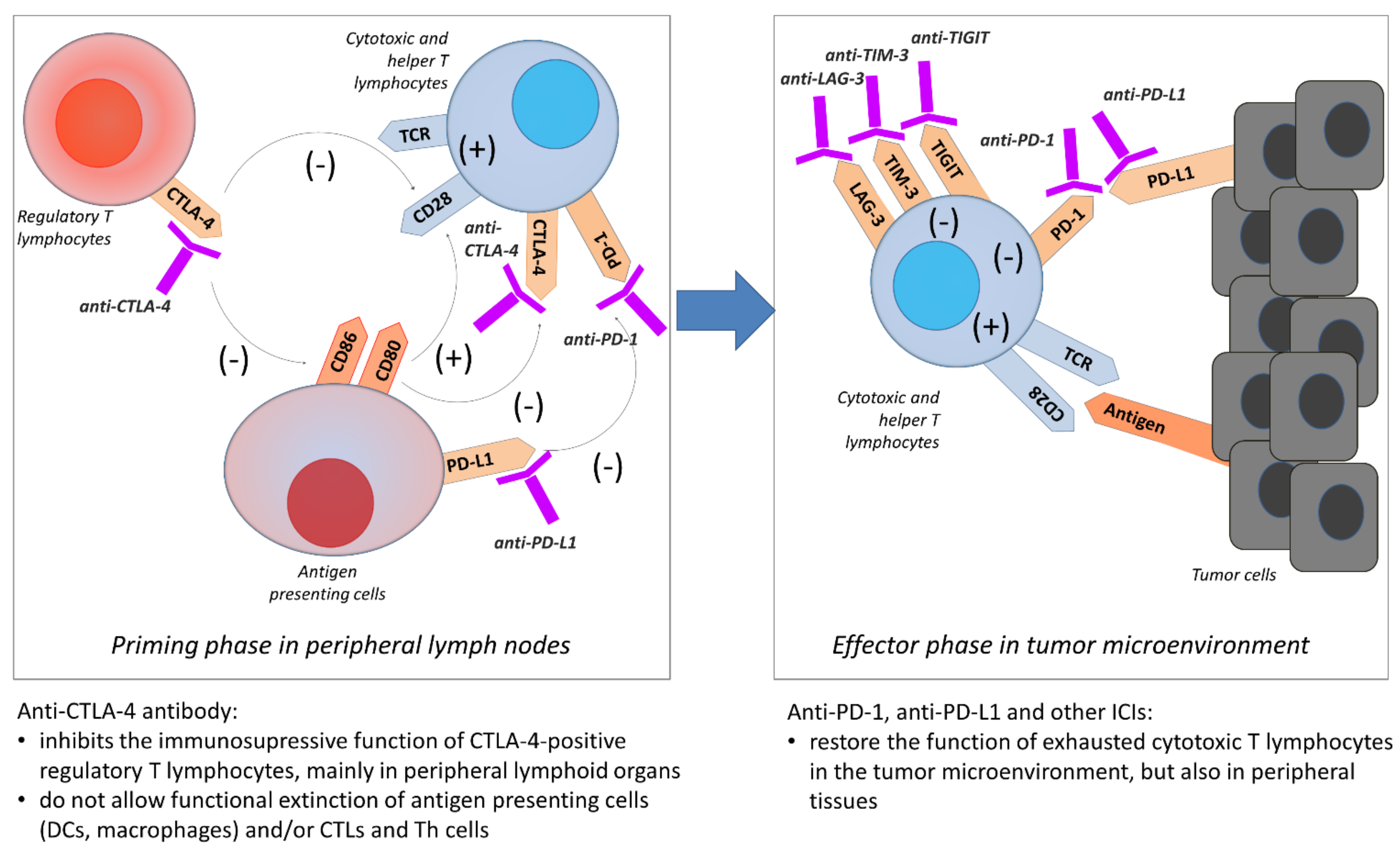 Cancers 13 02836 g002
