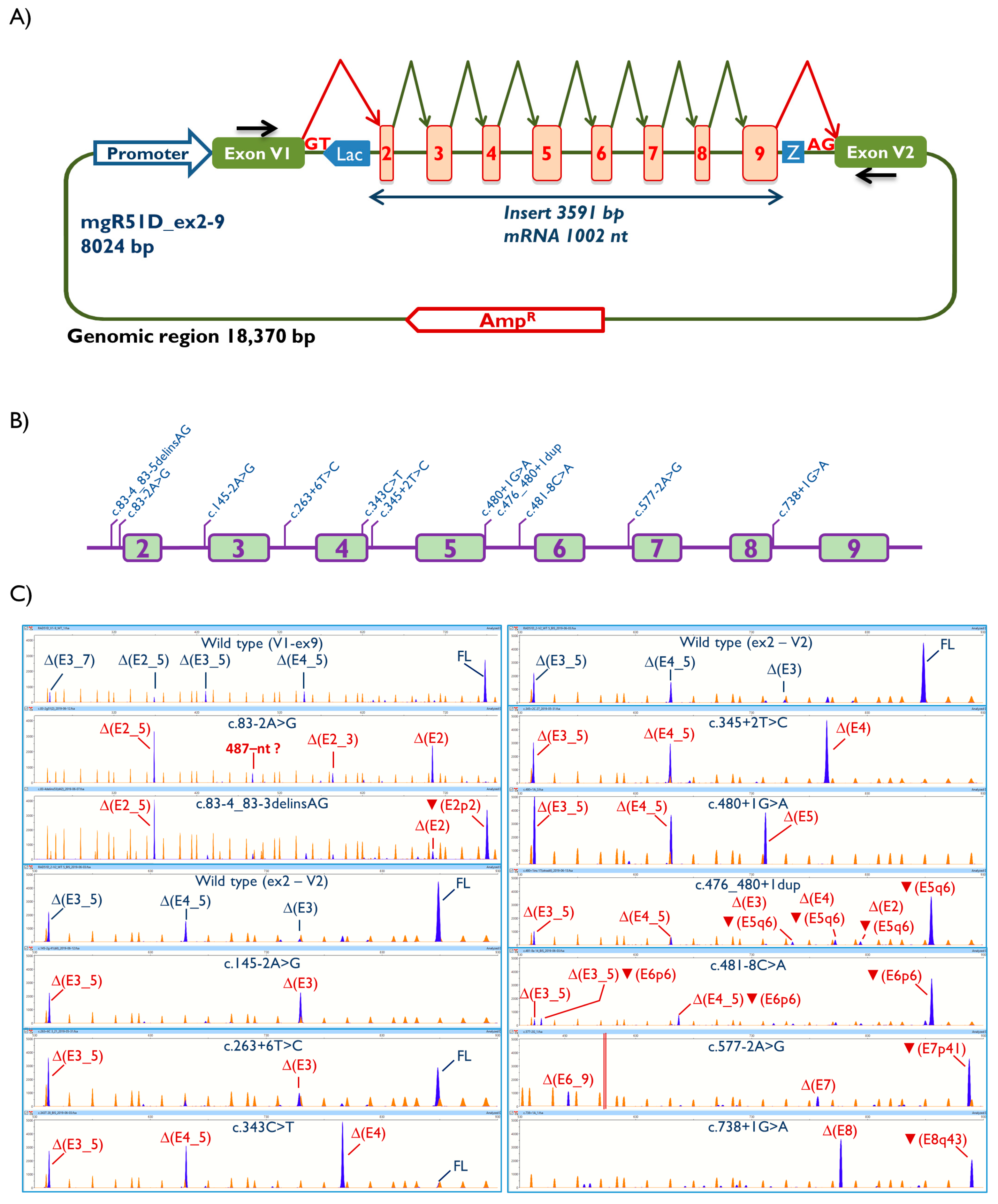 Cancers 13 02845 g001