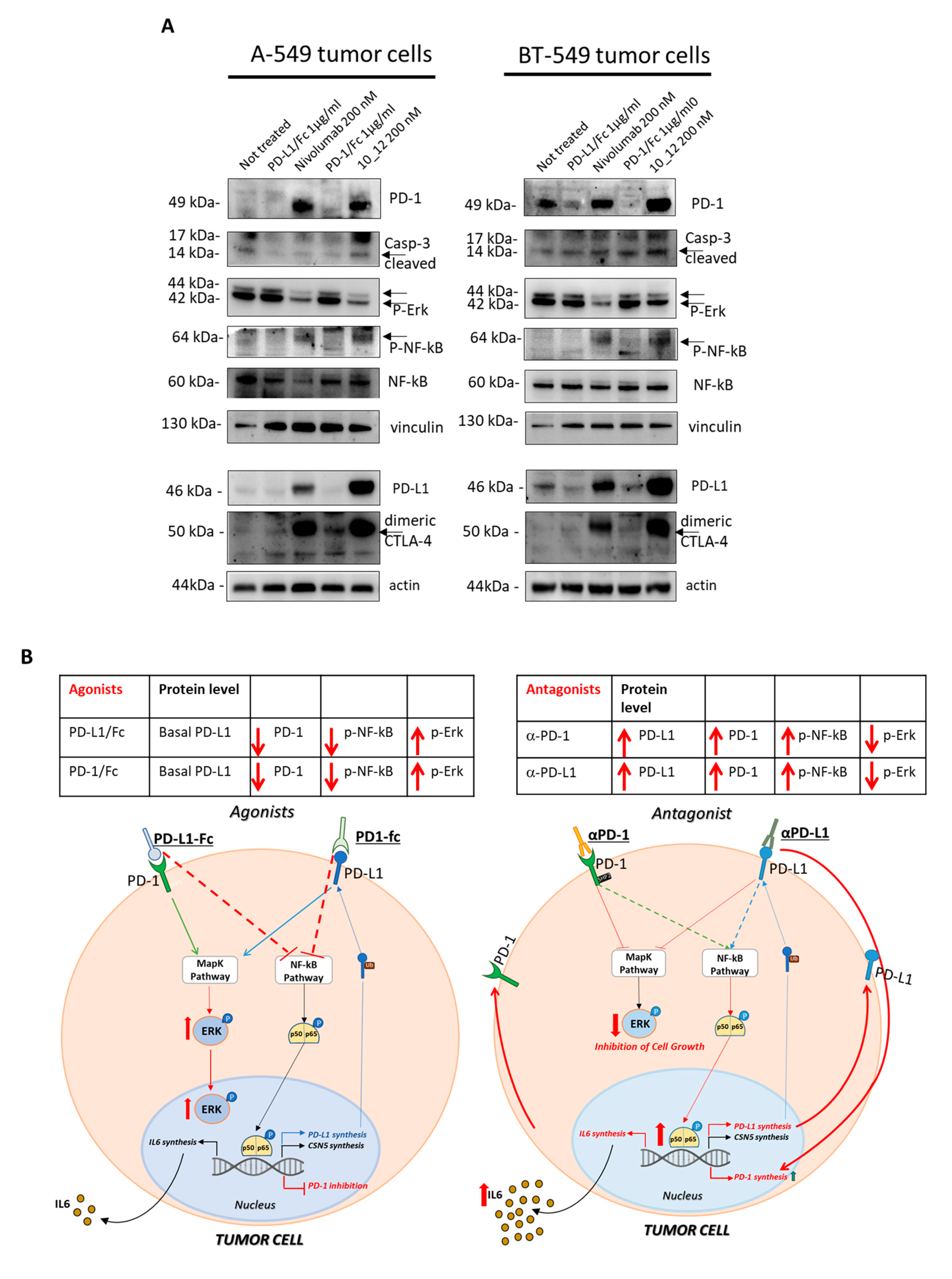 Cancers 13 02858 g003