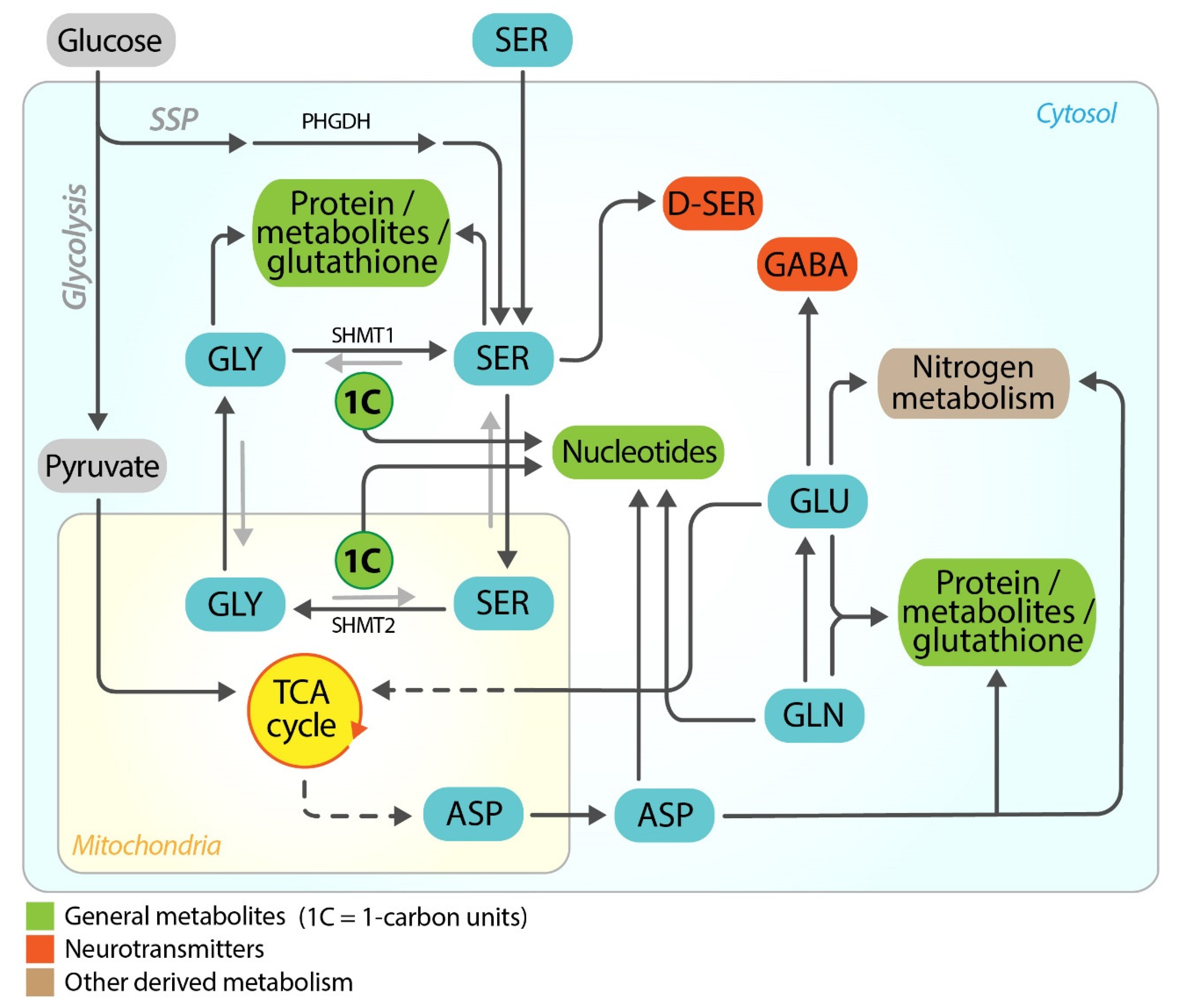 Cancers 13 02891 g001