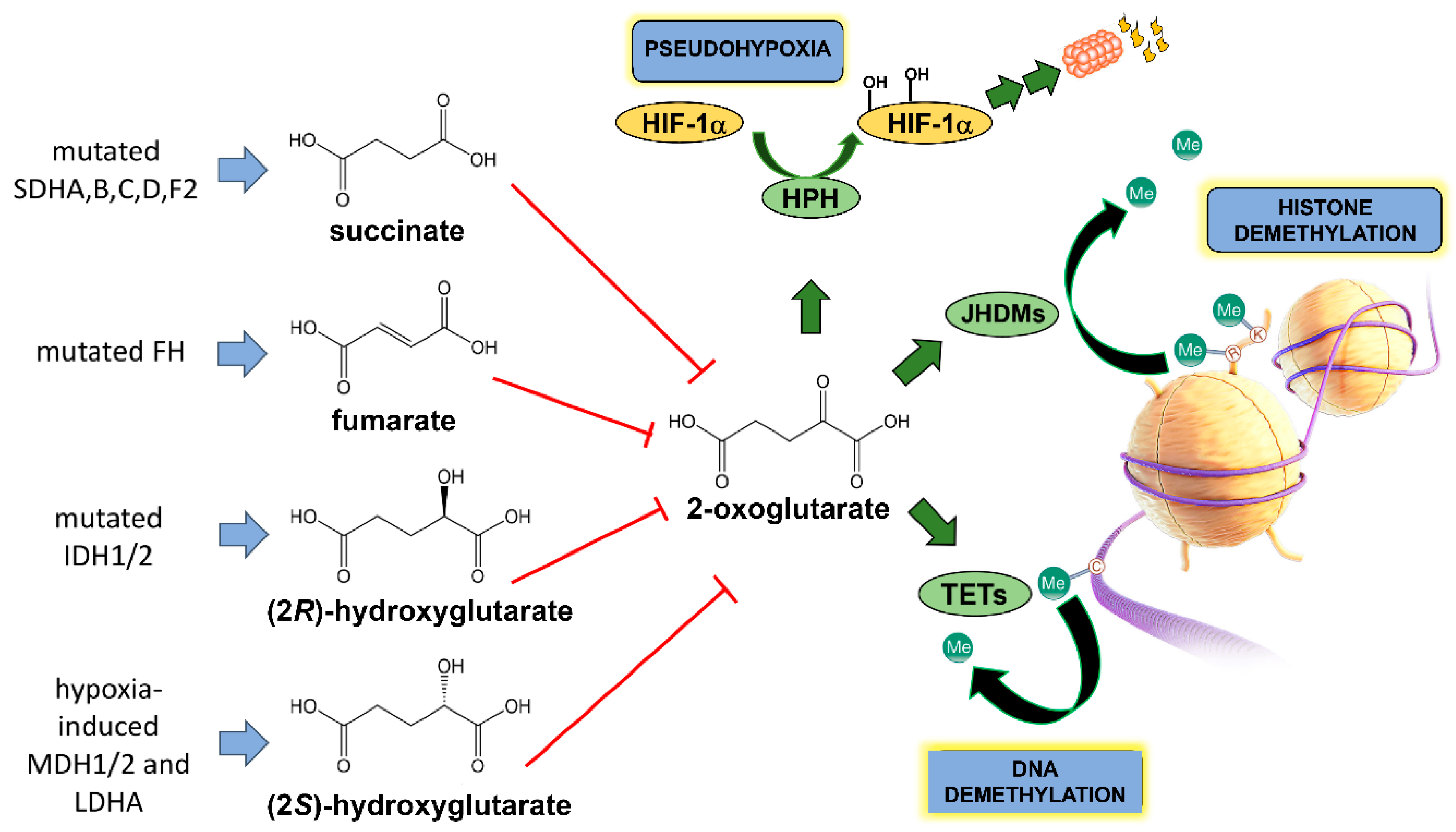 Cancers 13 02900 g001