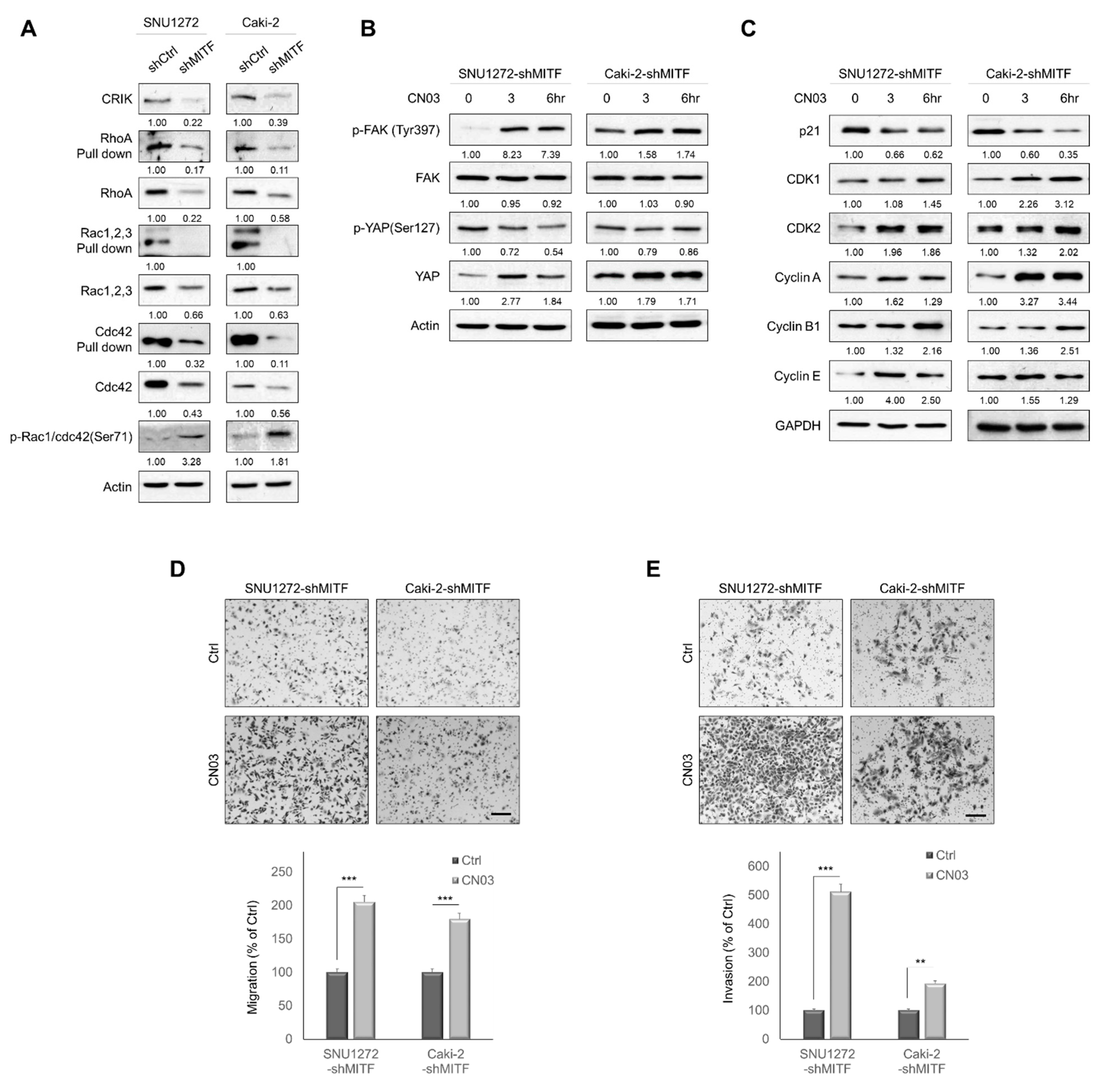 Cancers 13 02920 g004