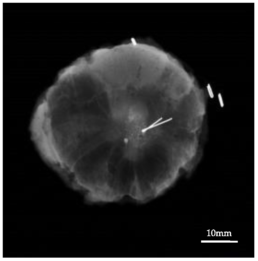 Cancers 13 02923 g005