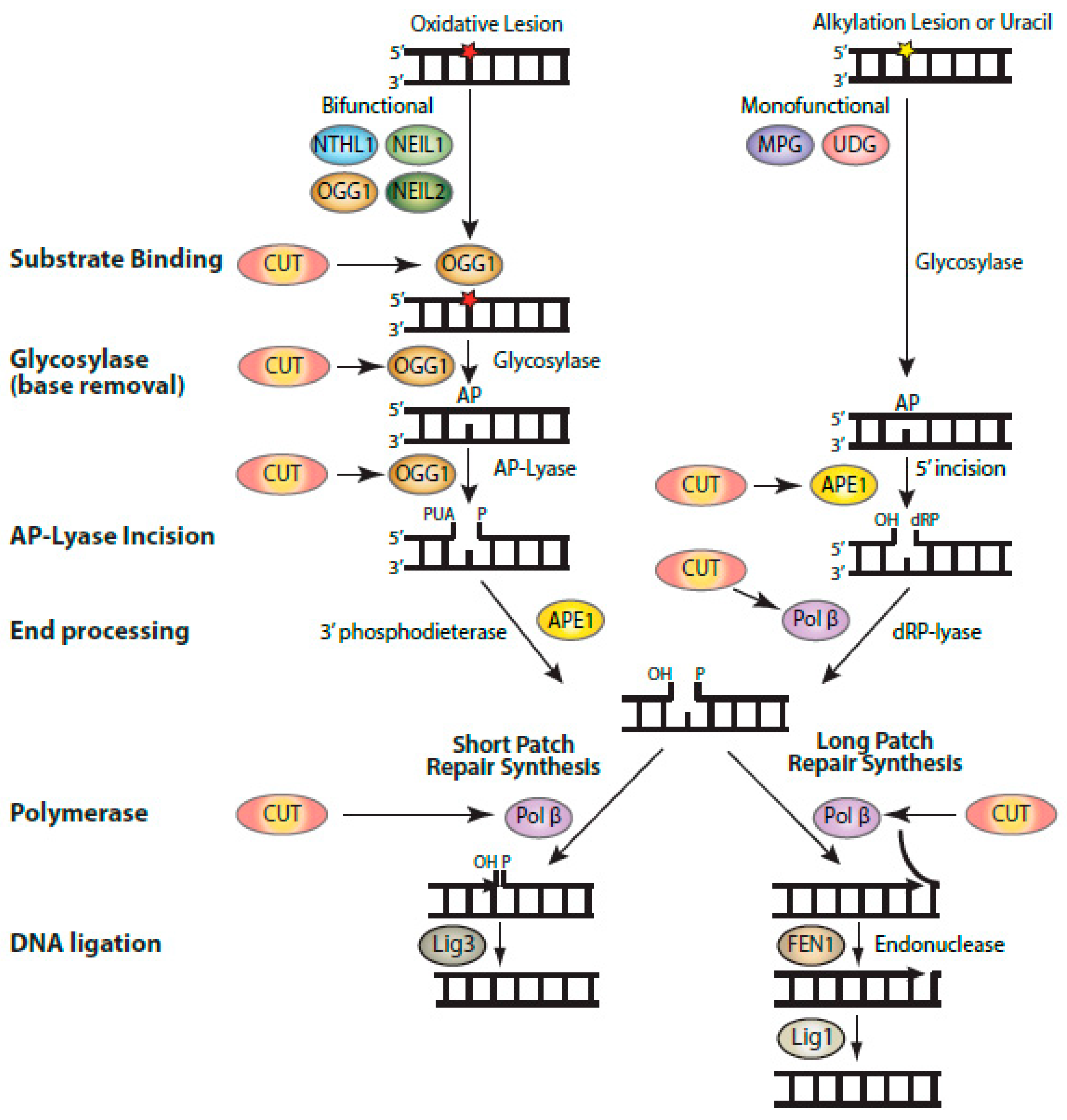 Cancers 13 02953 g003 Cancers 13 02953 g003