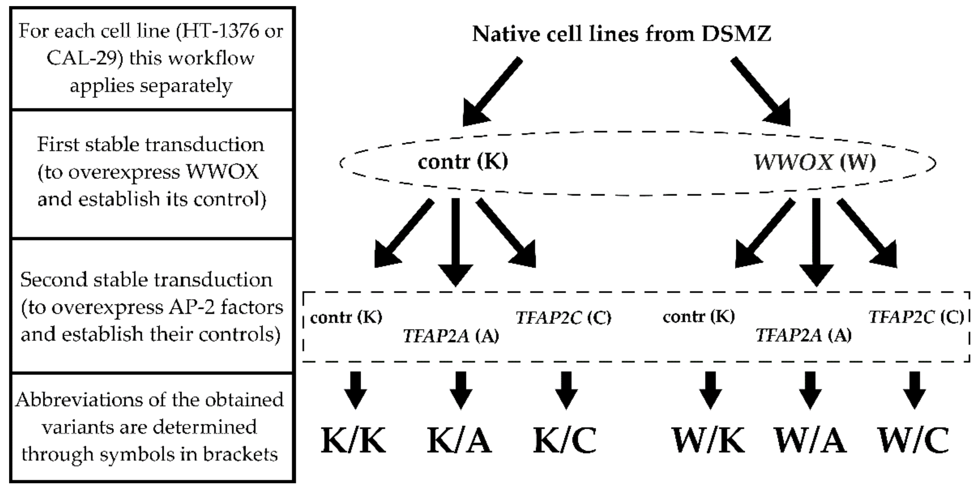 Cancers 13 02957 g001