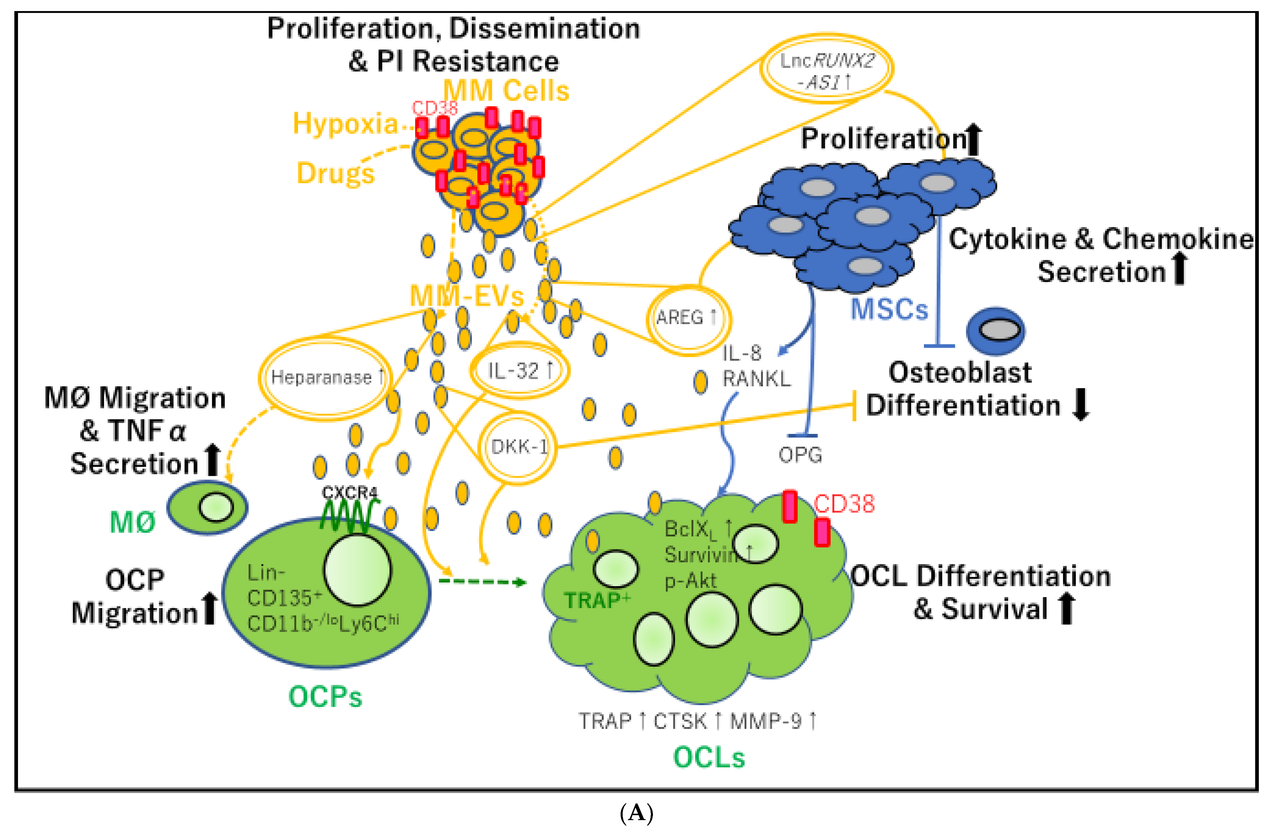Cancers 13 02969 g002a