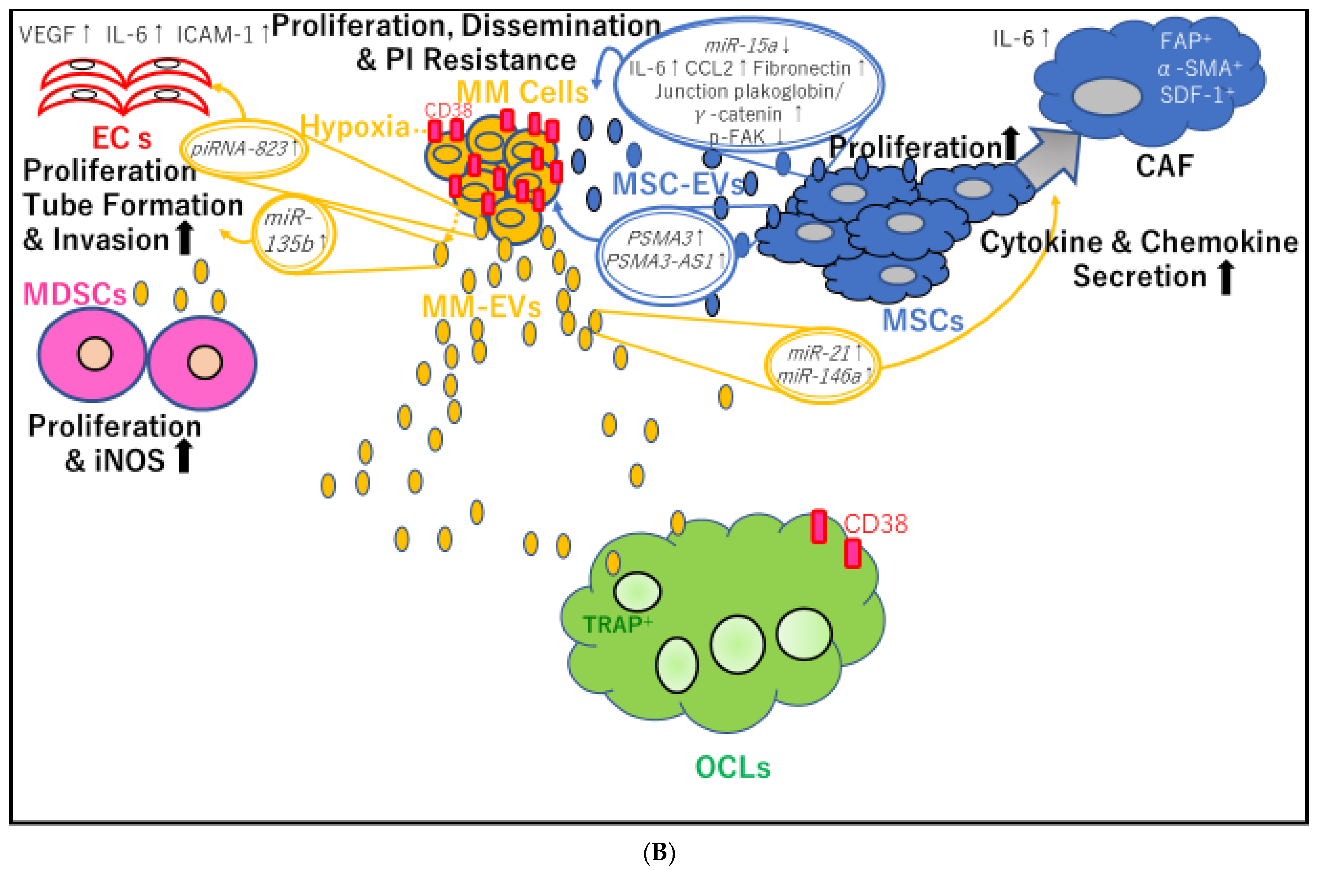Cancers 13 02969 g002b