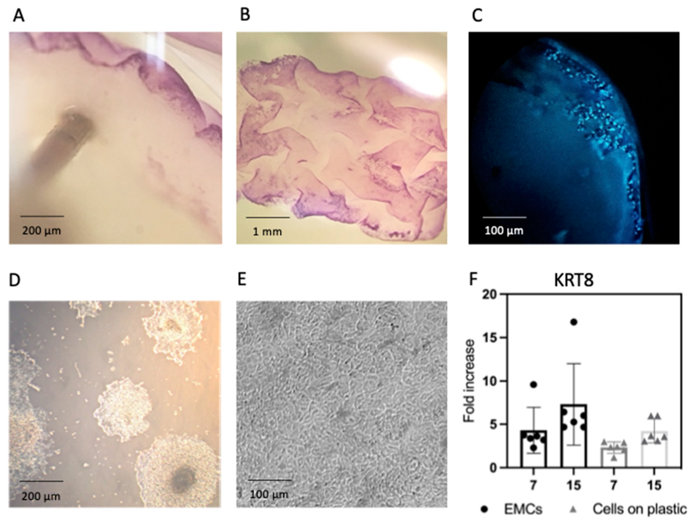 Cancers 13 02972 g002