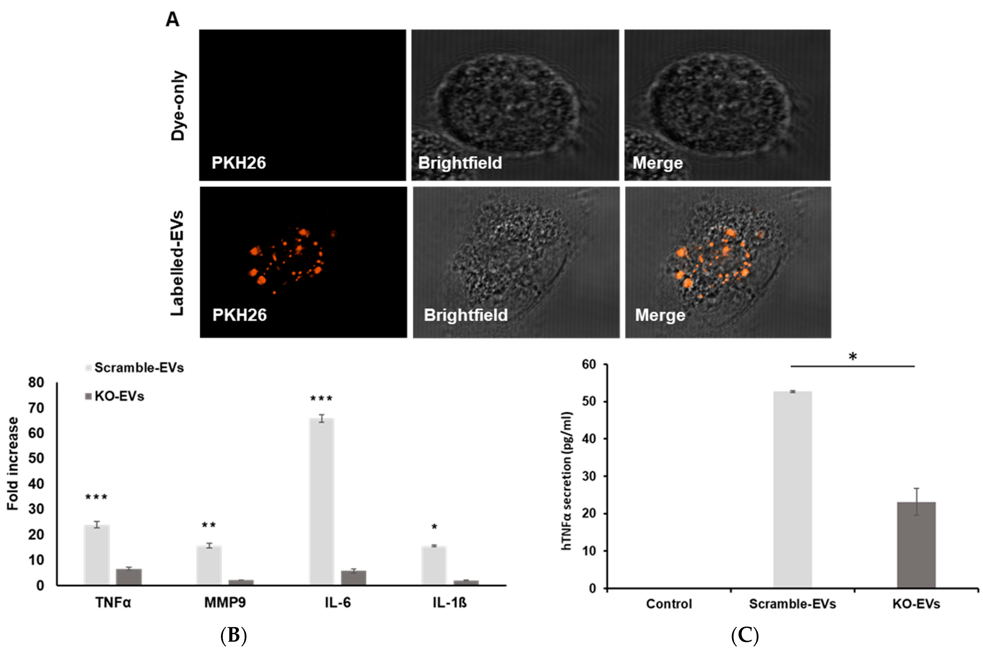 Cancers 13 02985 g004
