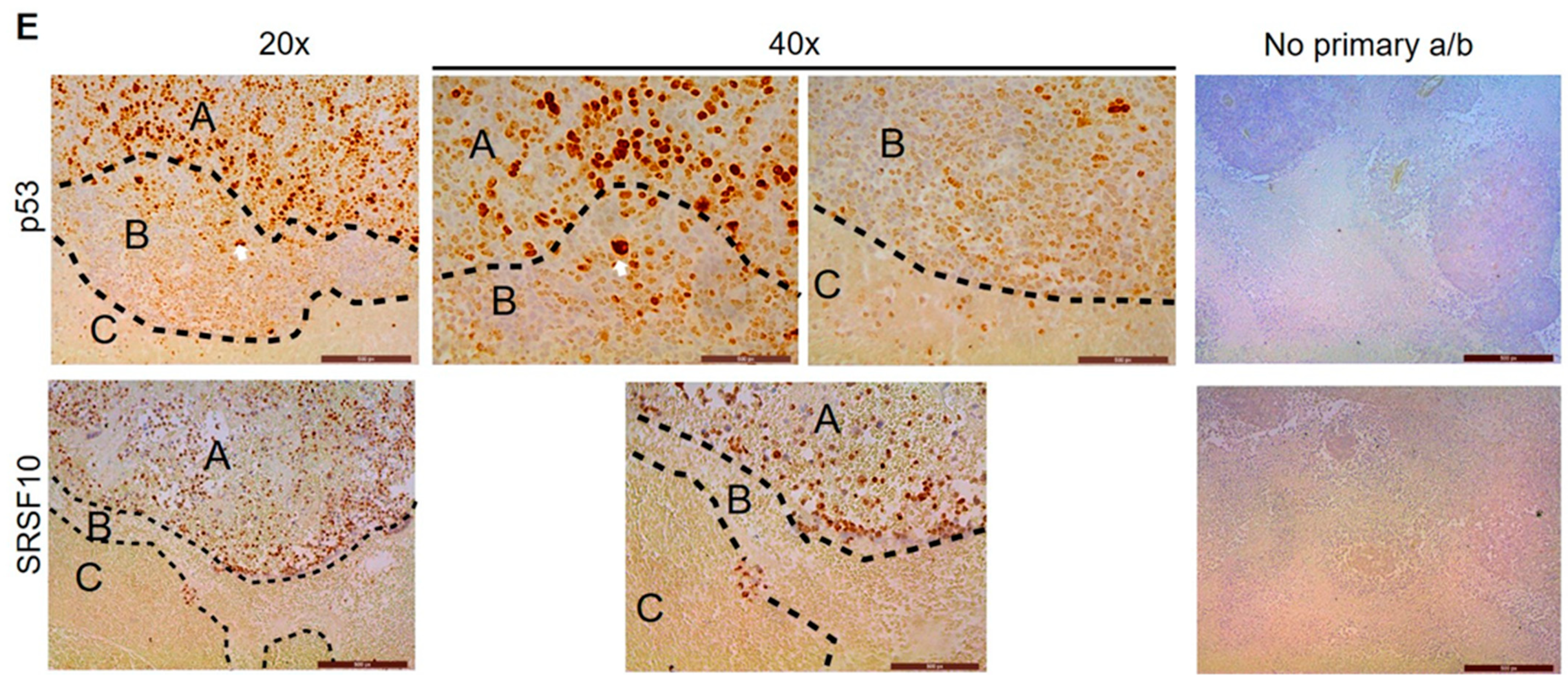 Cancers 13 02985 g005b