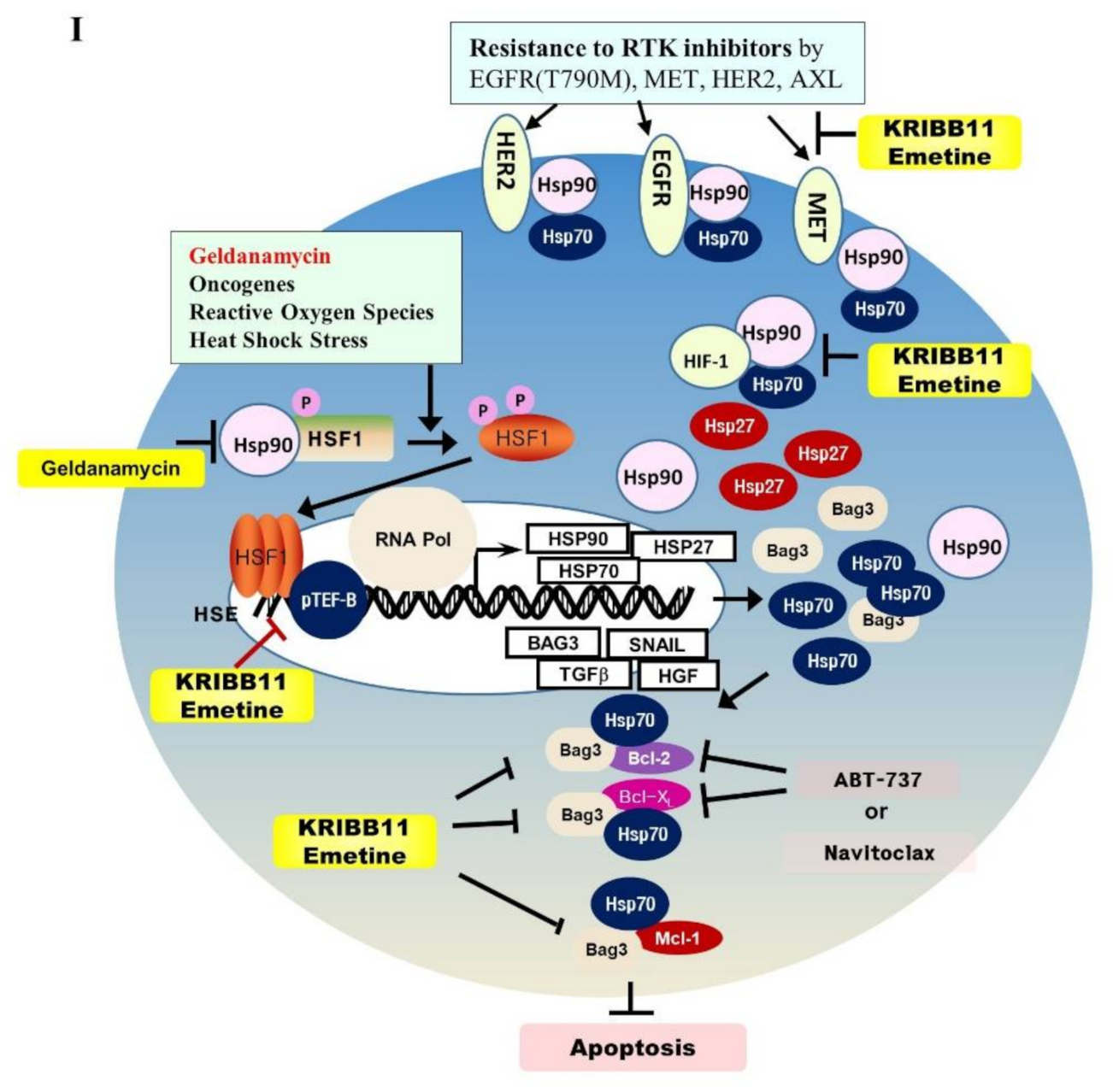 Cancers 13 02987 g006c