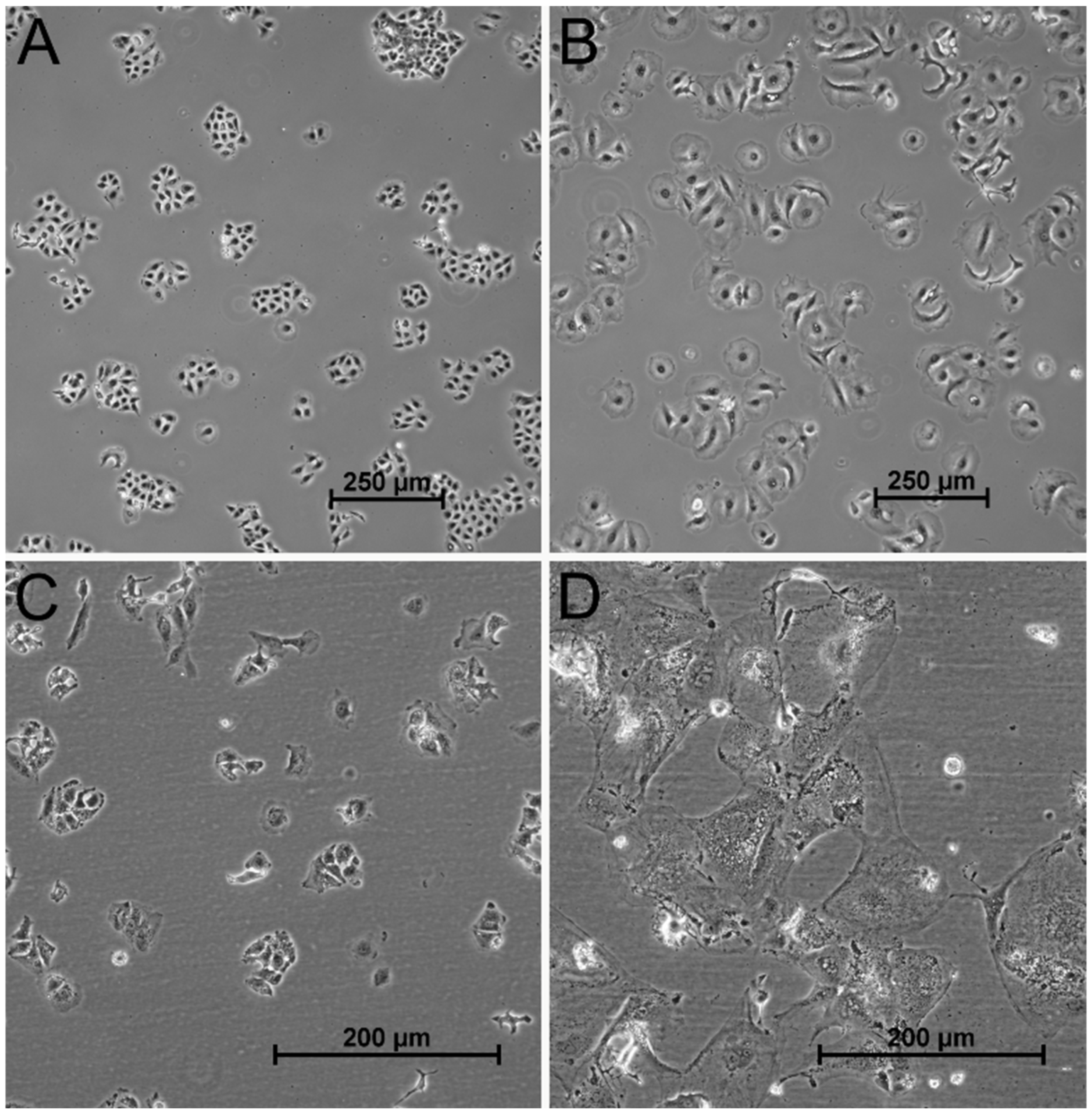 Cancers 13 02989 g003