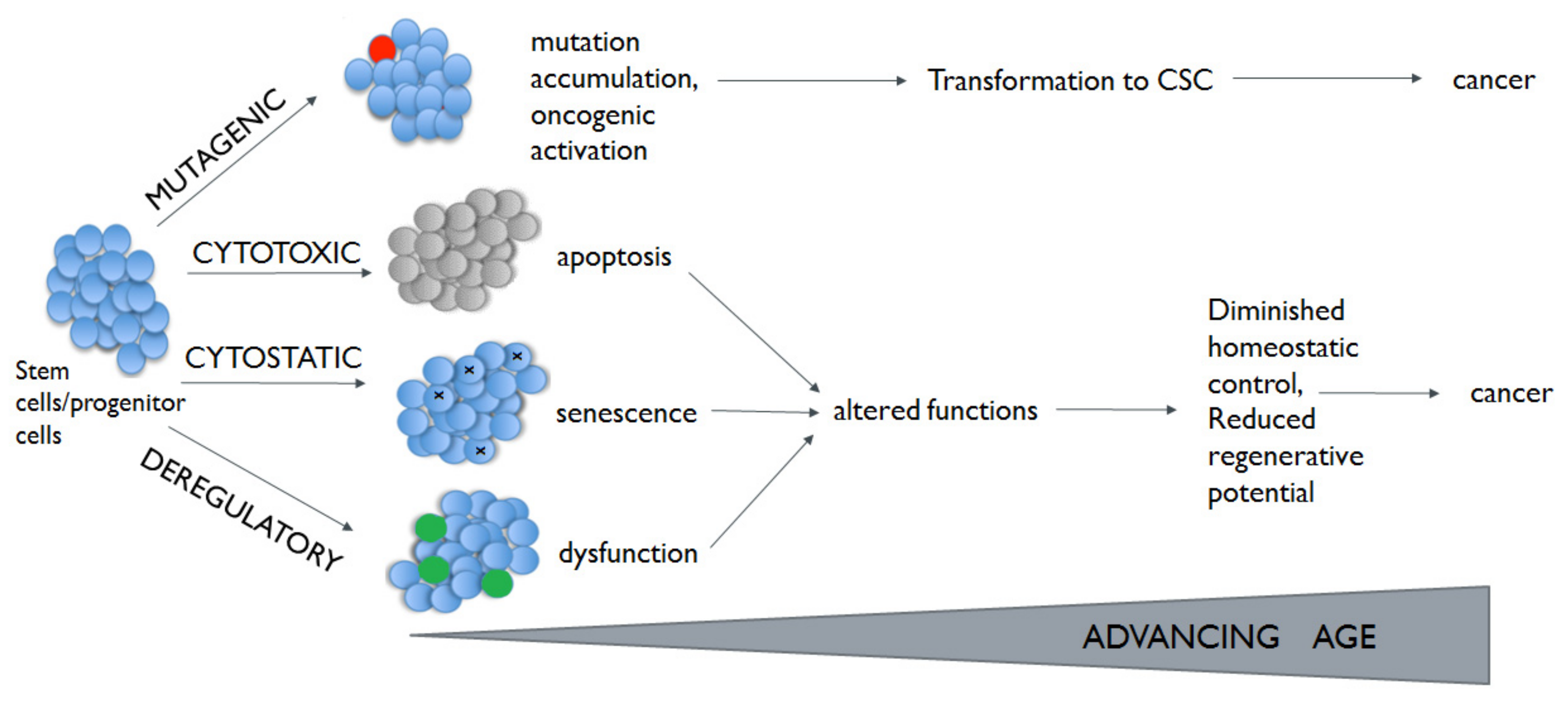 Cancers 13 02996 g001